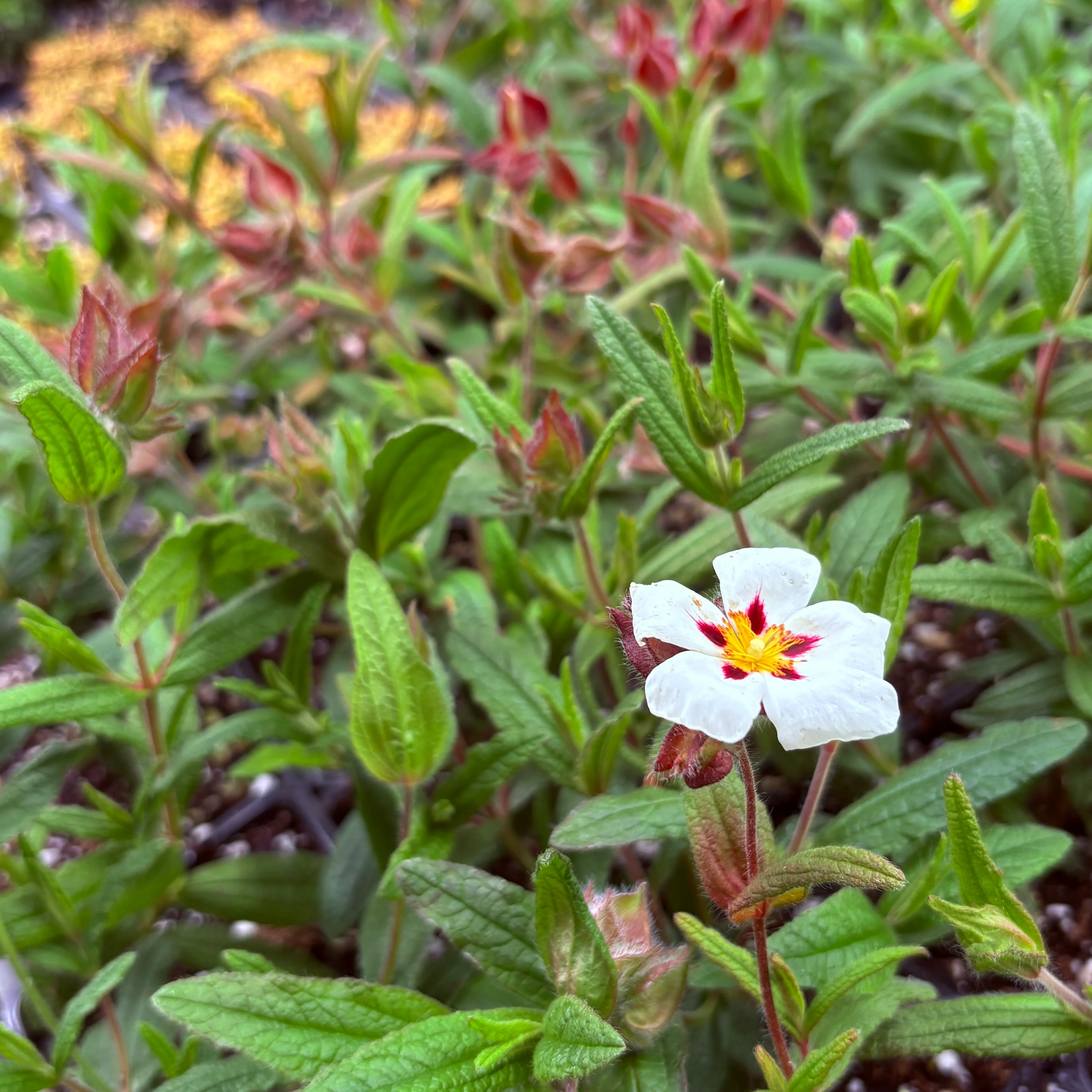 *RETAIL - Cistus x 'Christopher Gable' - Image 2