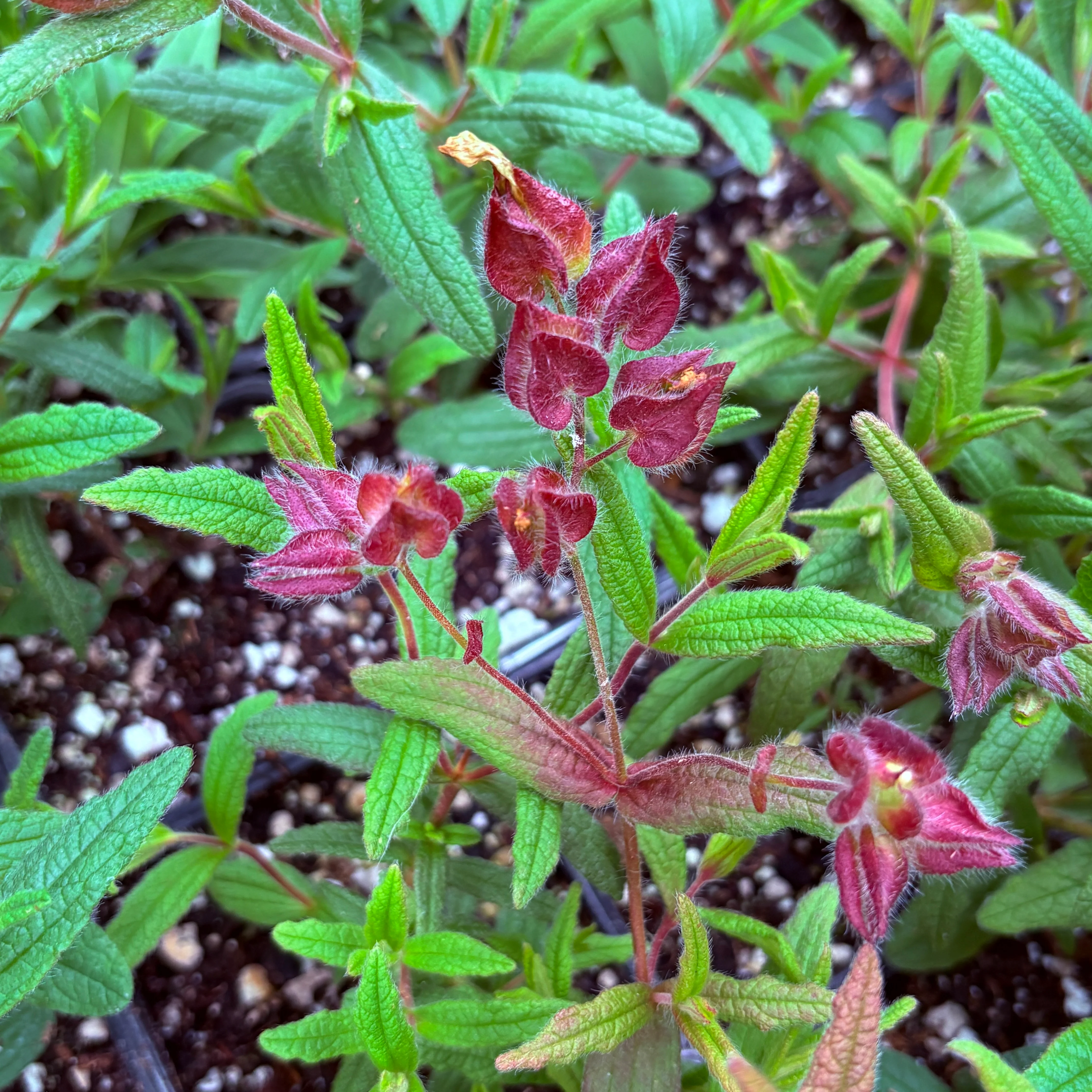 *RETAIL - Cistus x 'Christopher Gable' - Image 3