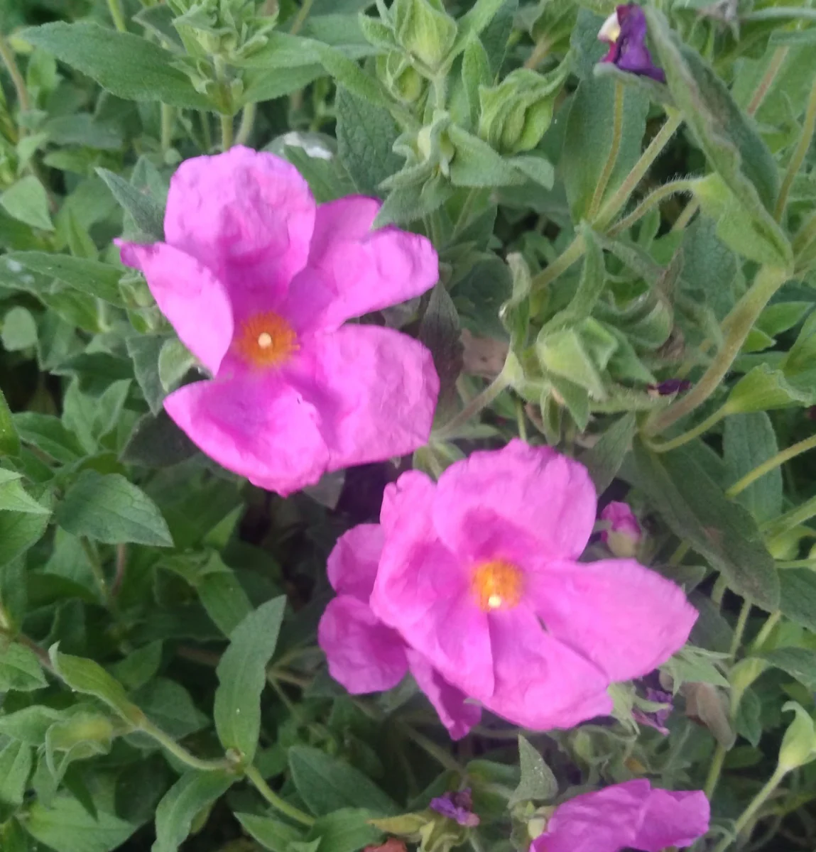 Cistus x pulverulentus 'Sunset' - Image 2
