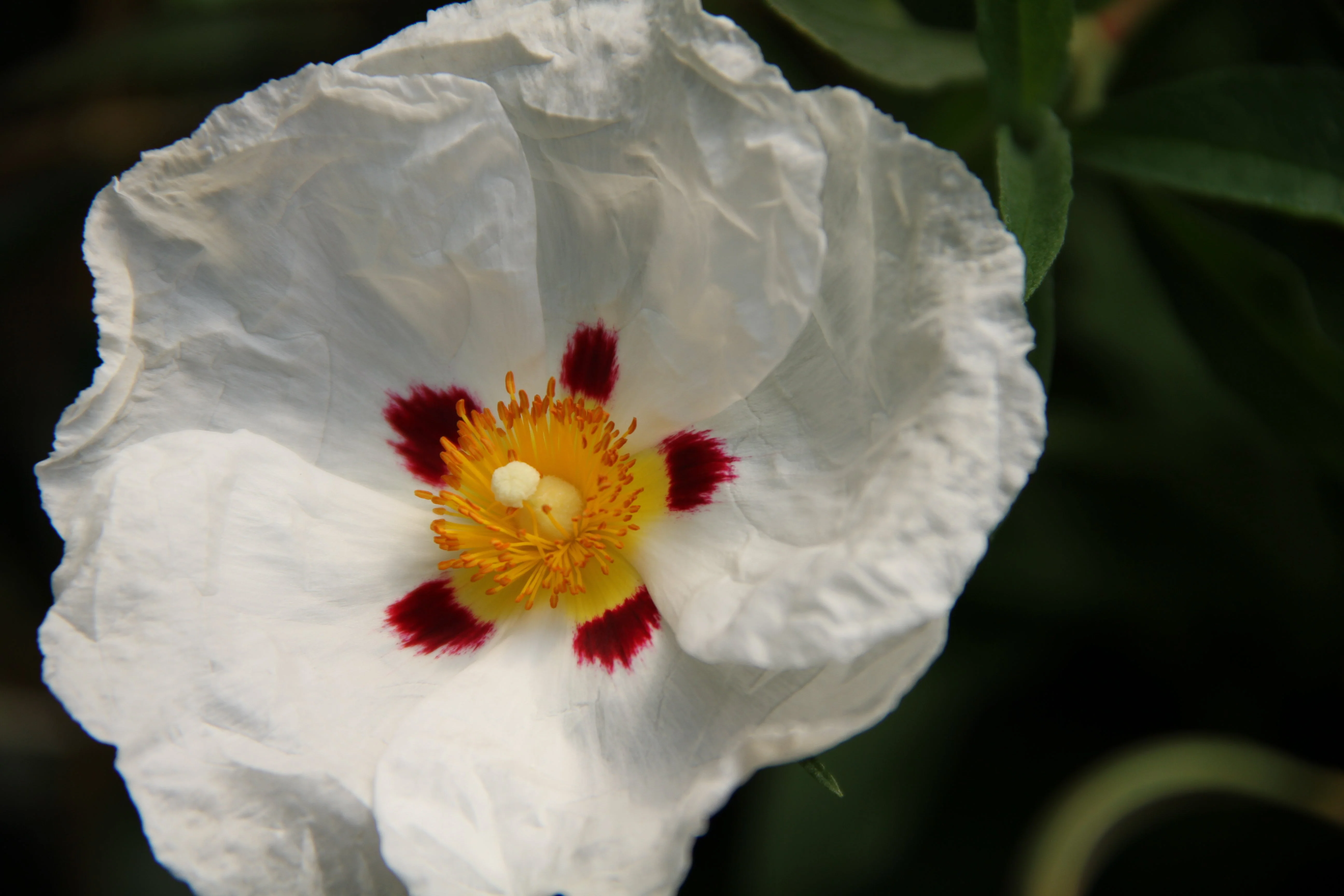 Cistus x purpureus 'Alan Fradd' - Image 2