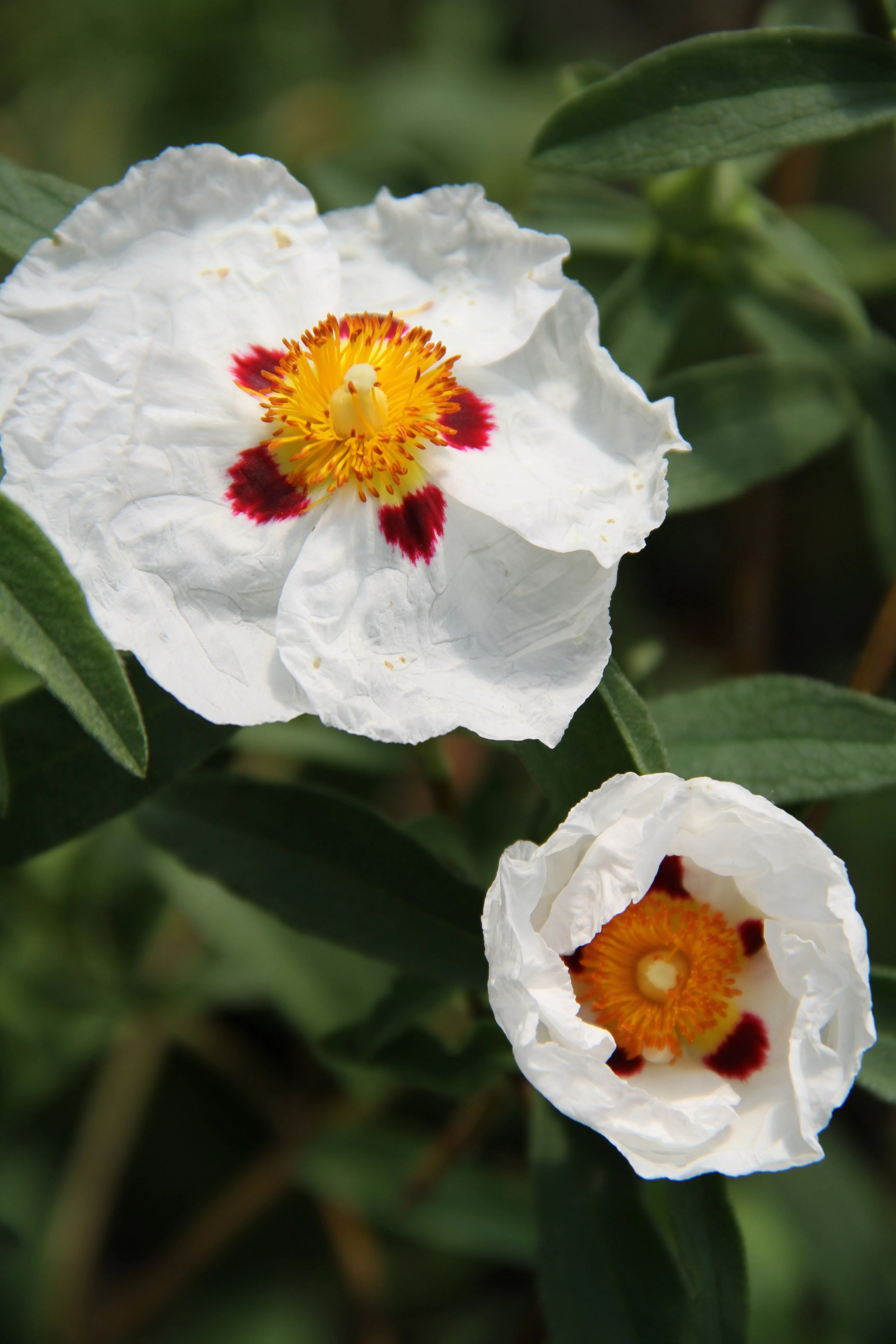 Cistus x purpureus 'Alan Fradd' - Image 3