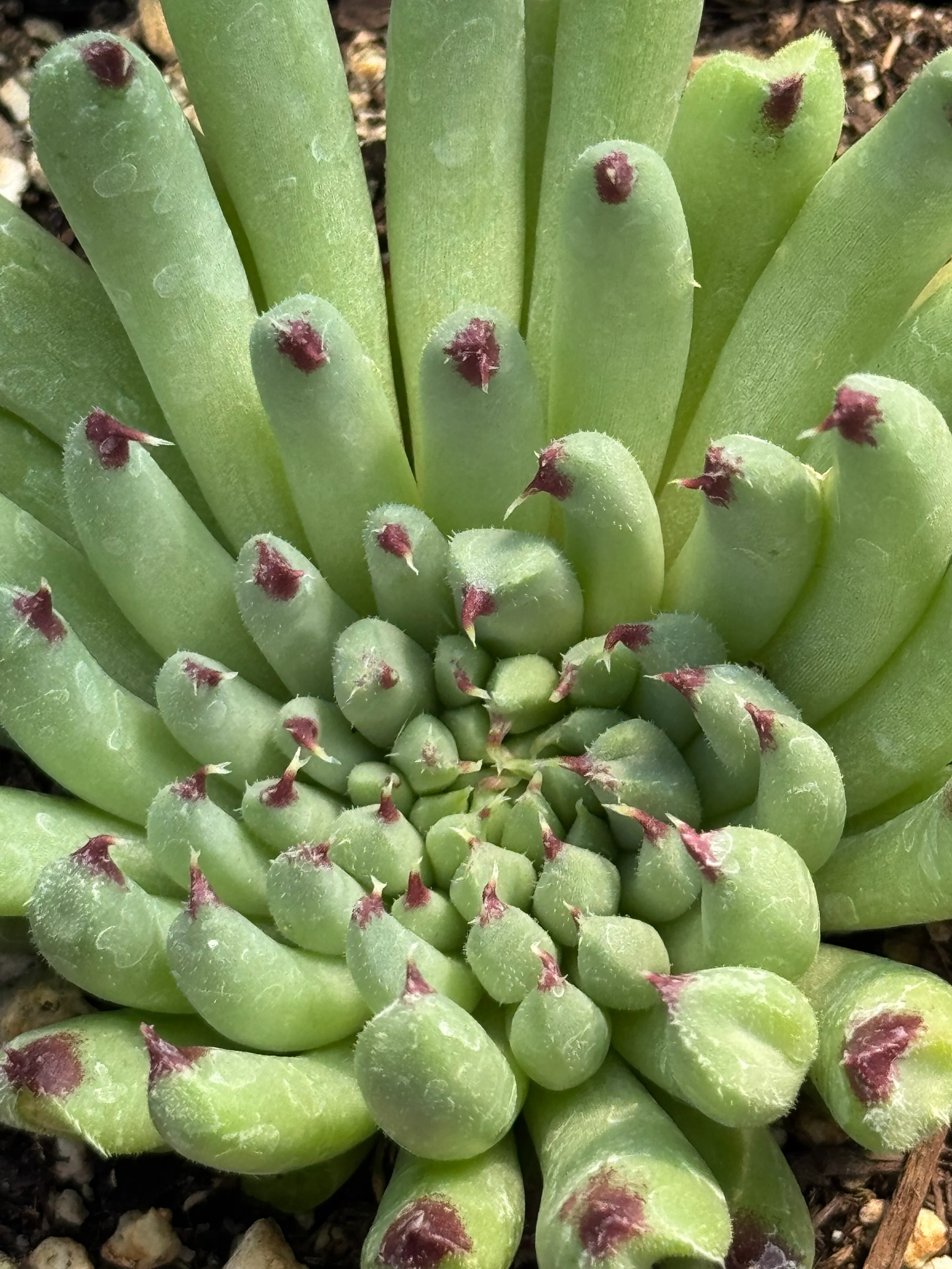 *RETAIL - Sempervivum calcareum ‘Monstrosum'