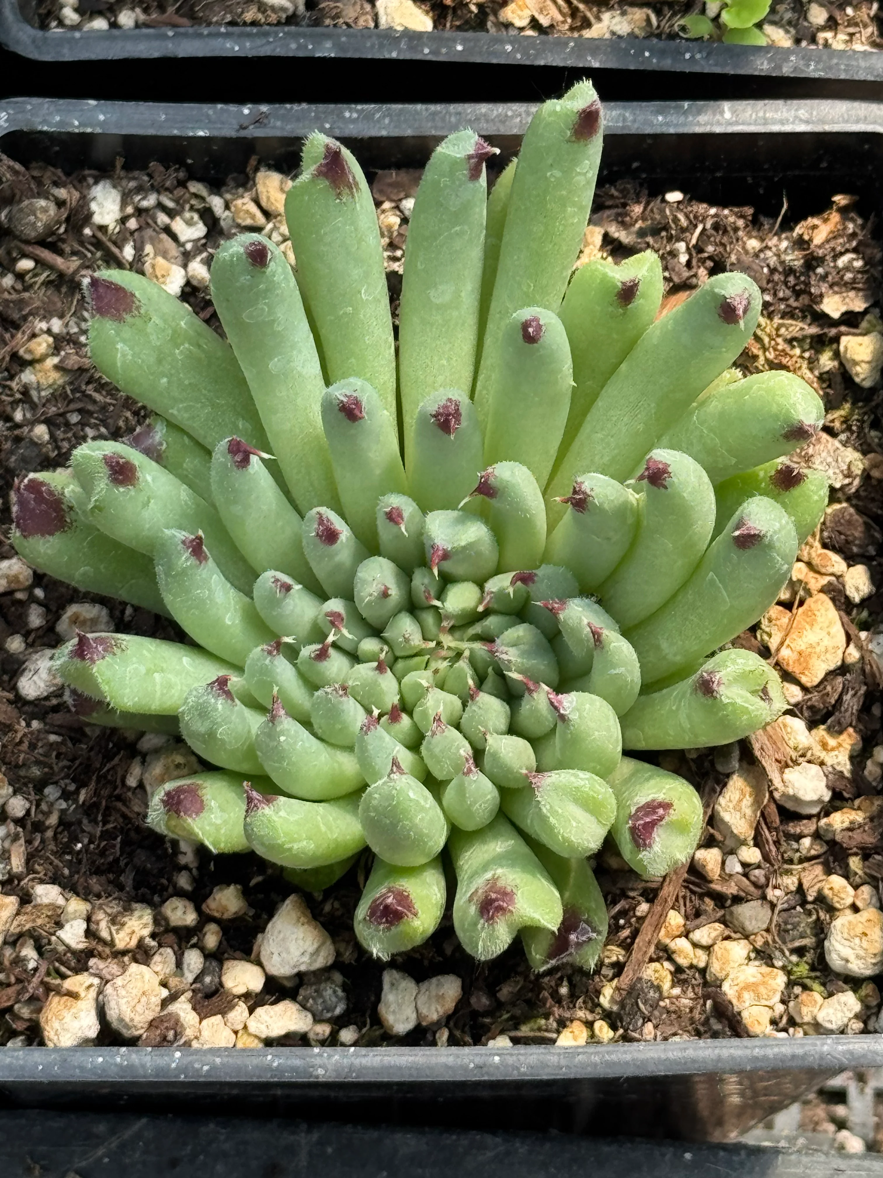 *RETAIL - Sempervivum calcareum ‘Monstrosum' - Image 2