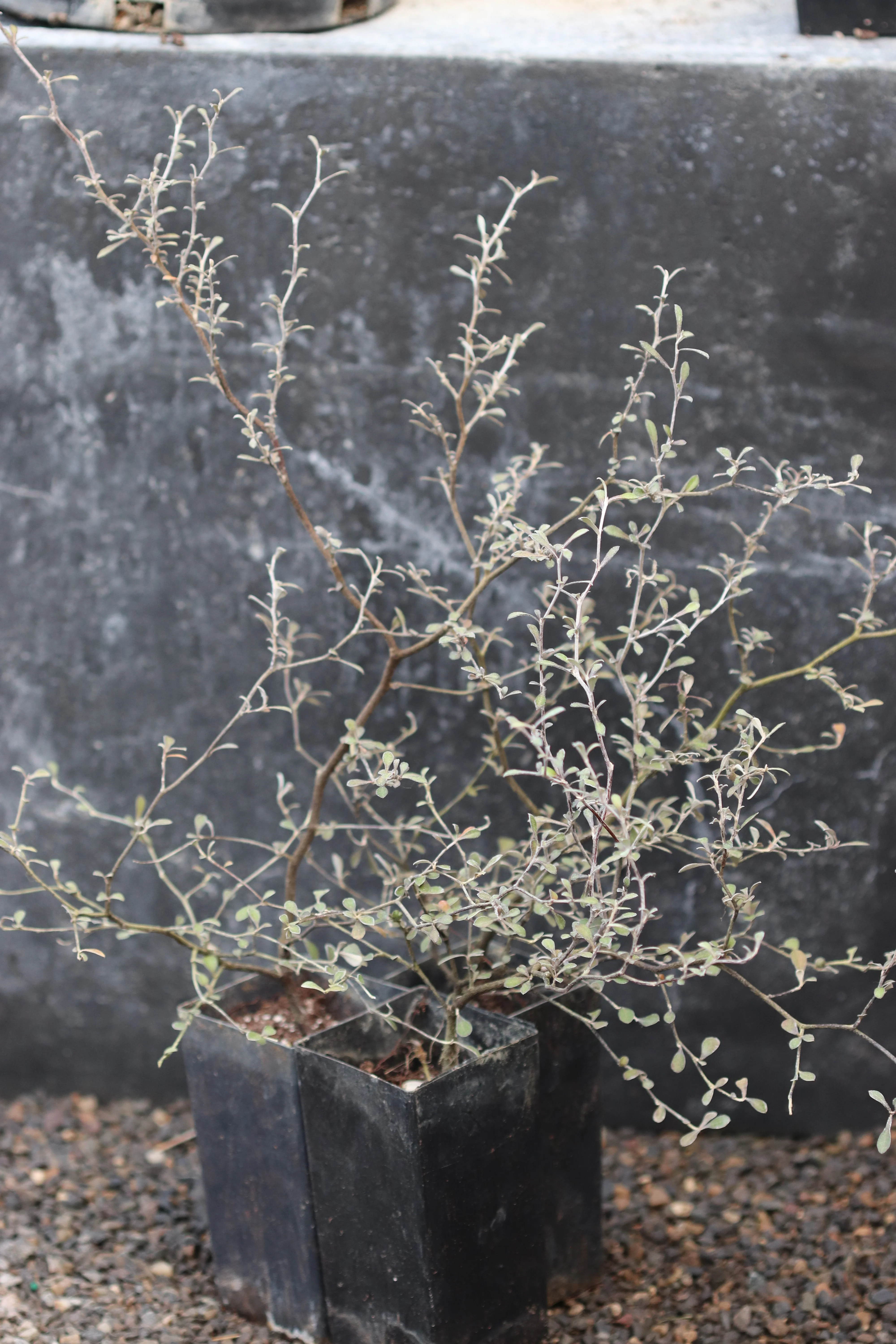 Corokia cotoneaster 'Antons Dwarf' - Image 2