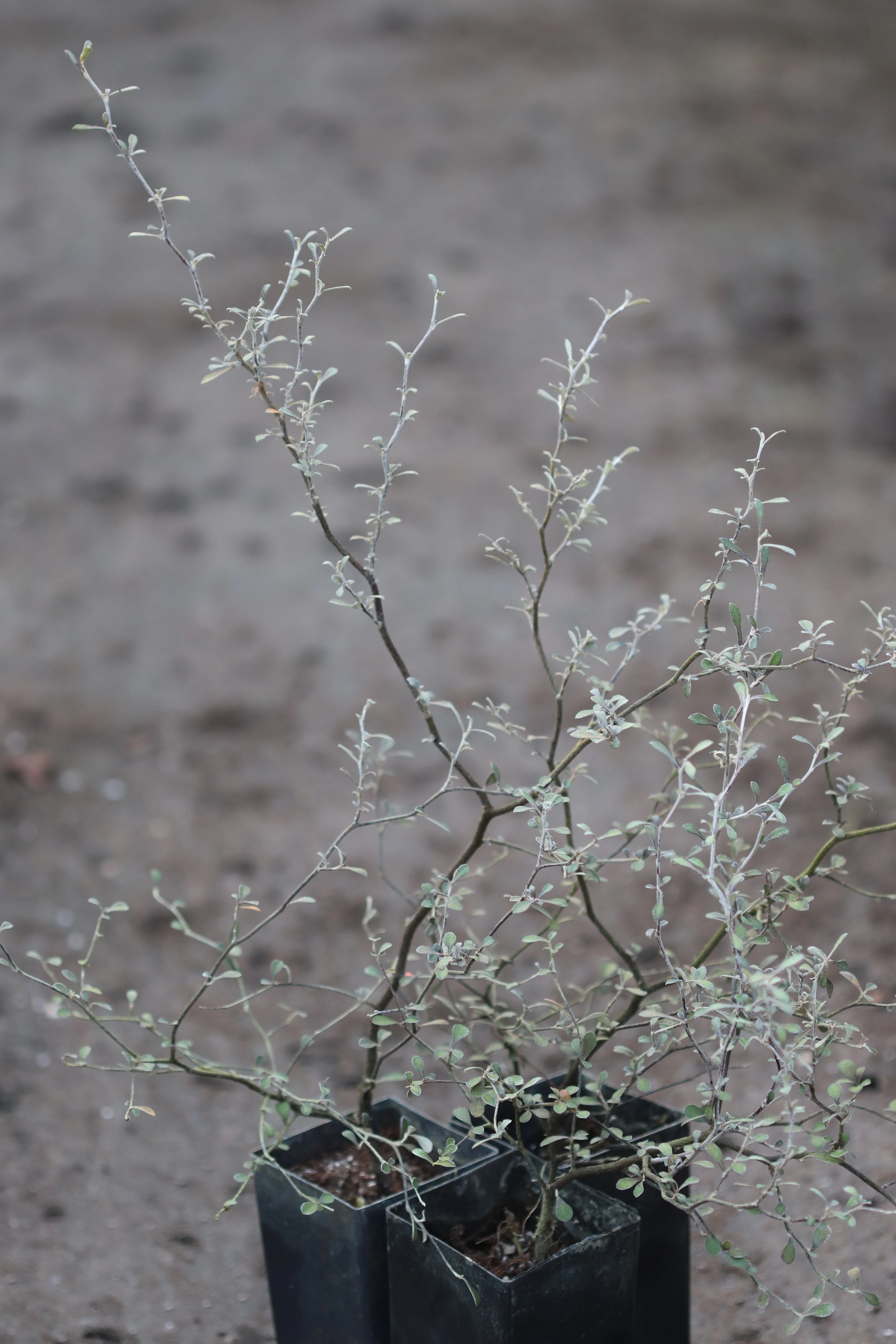 Corokia cotoneaster 'Antons Dwarf' - Image 3