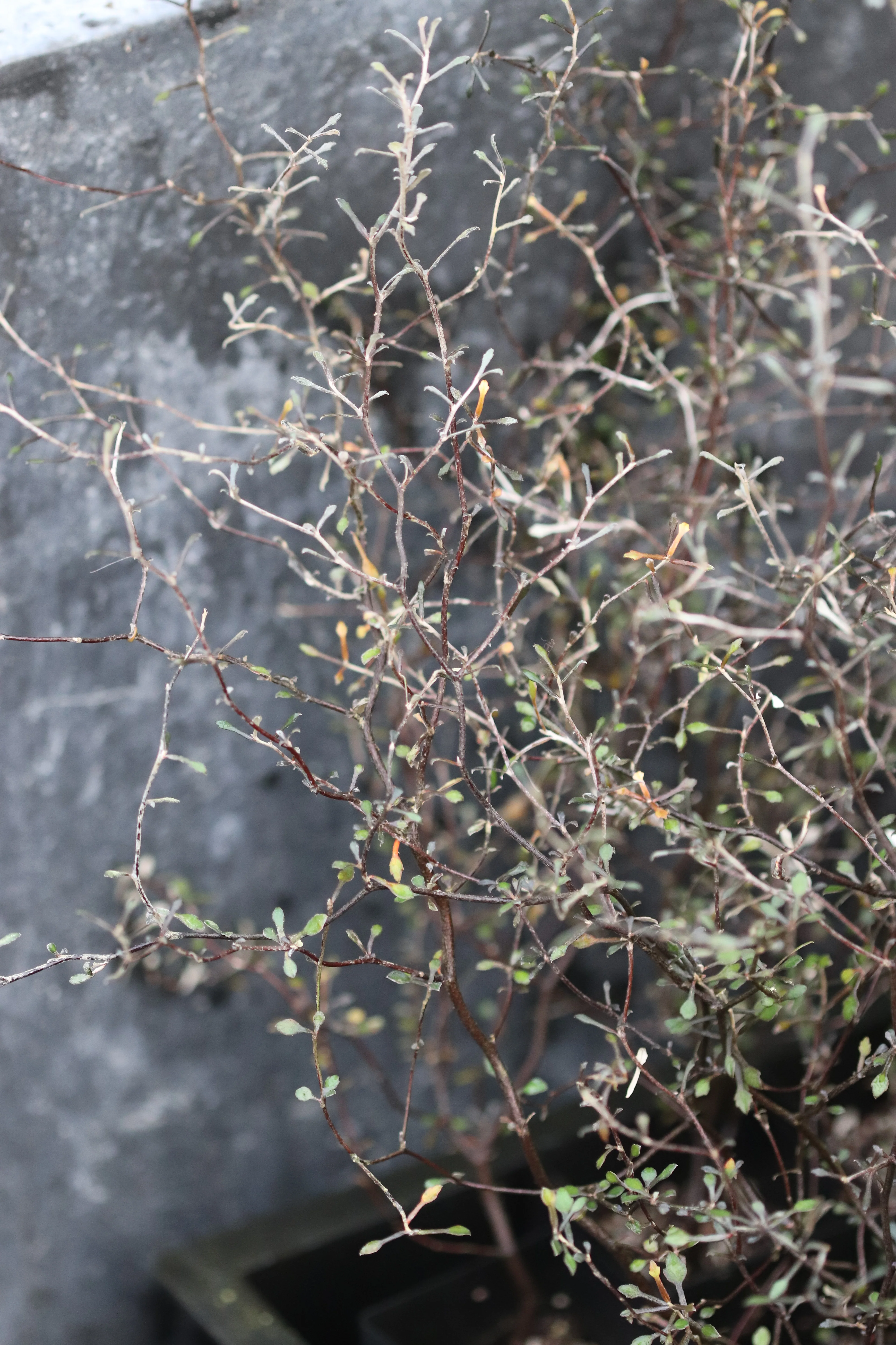Corokia cotoneaster 'Devil's Smoke' - Image 2