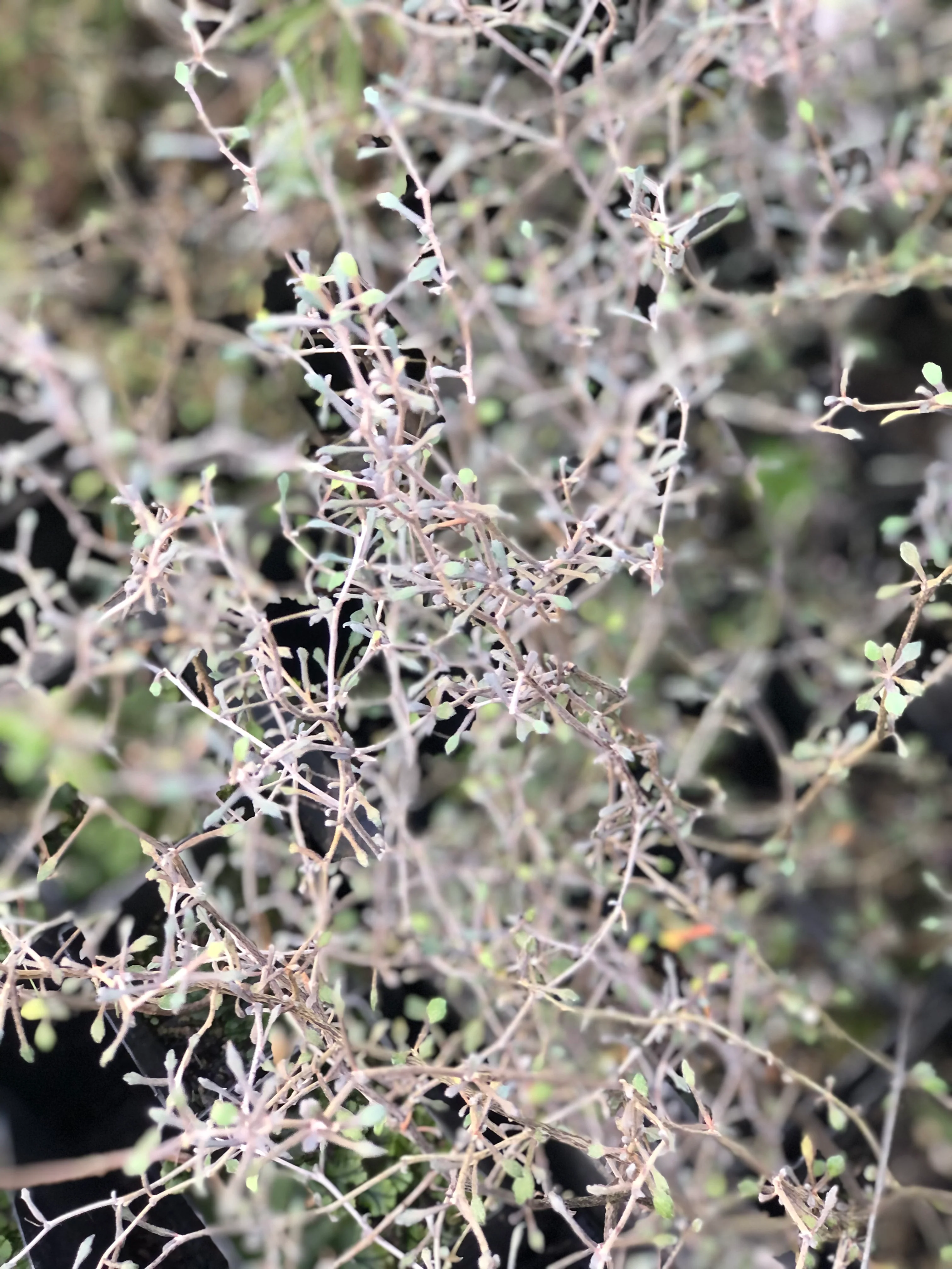 Corokia cotoneaster 'Devil's Smoke' - Image 3