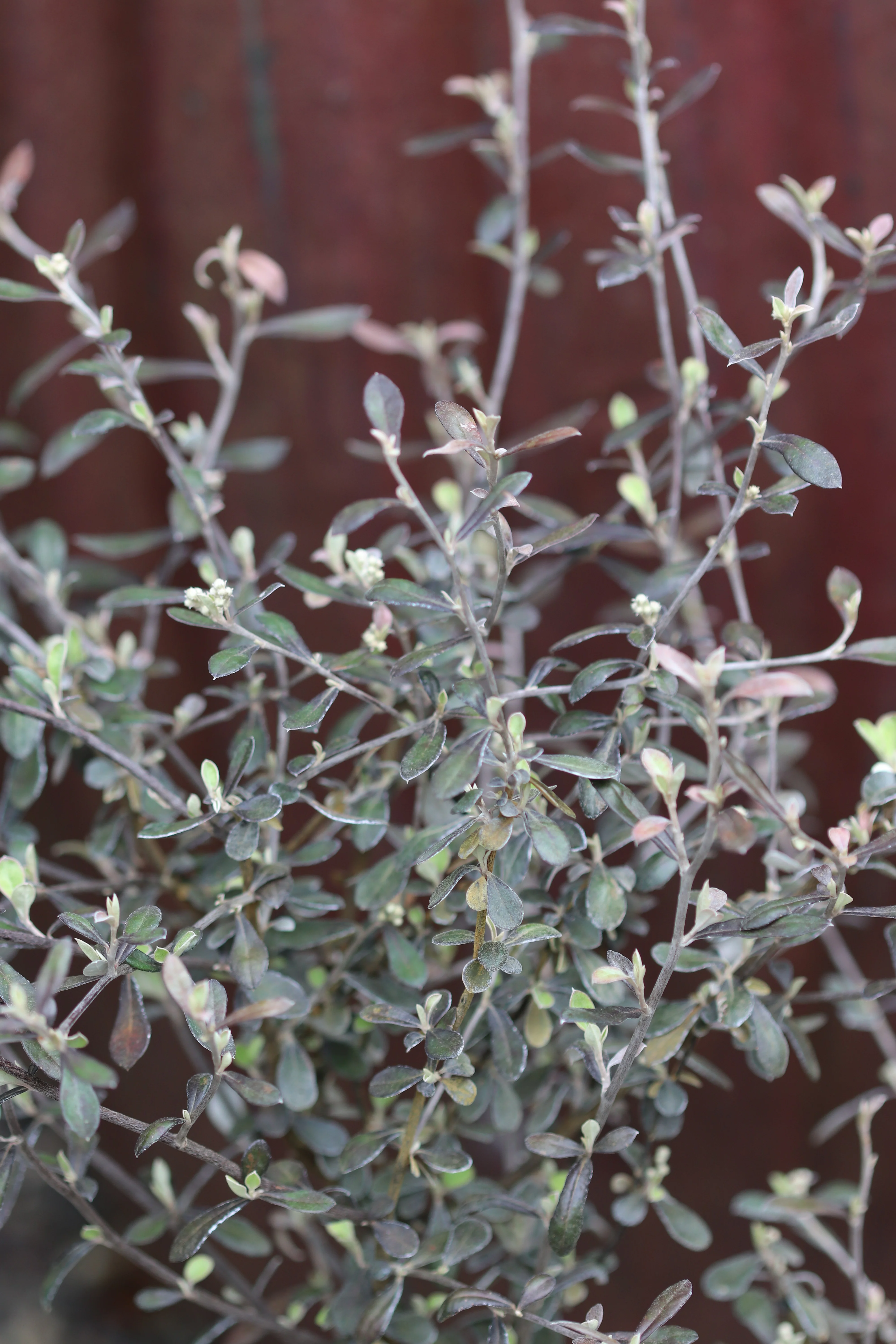 Corokia x virgata 'Phantom'
