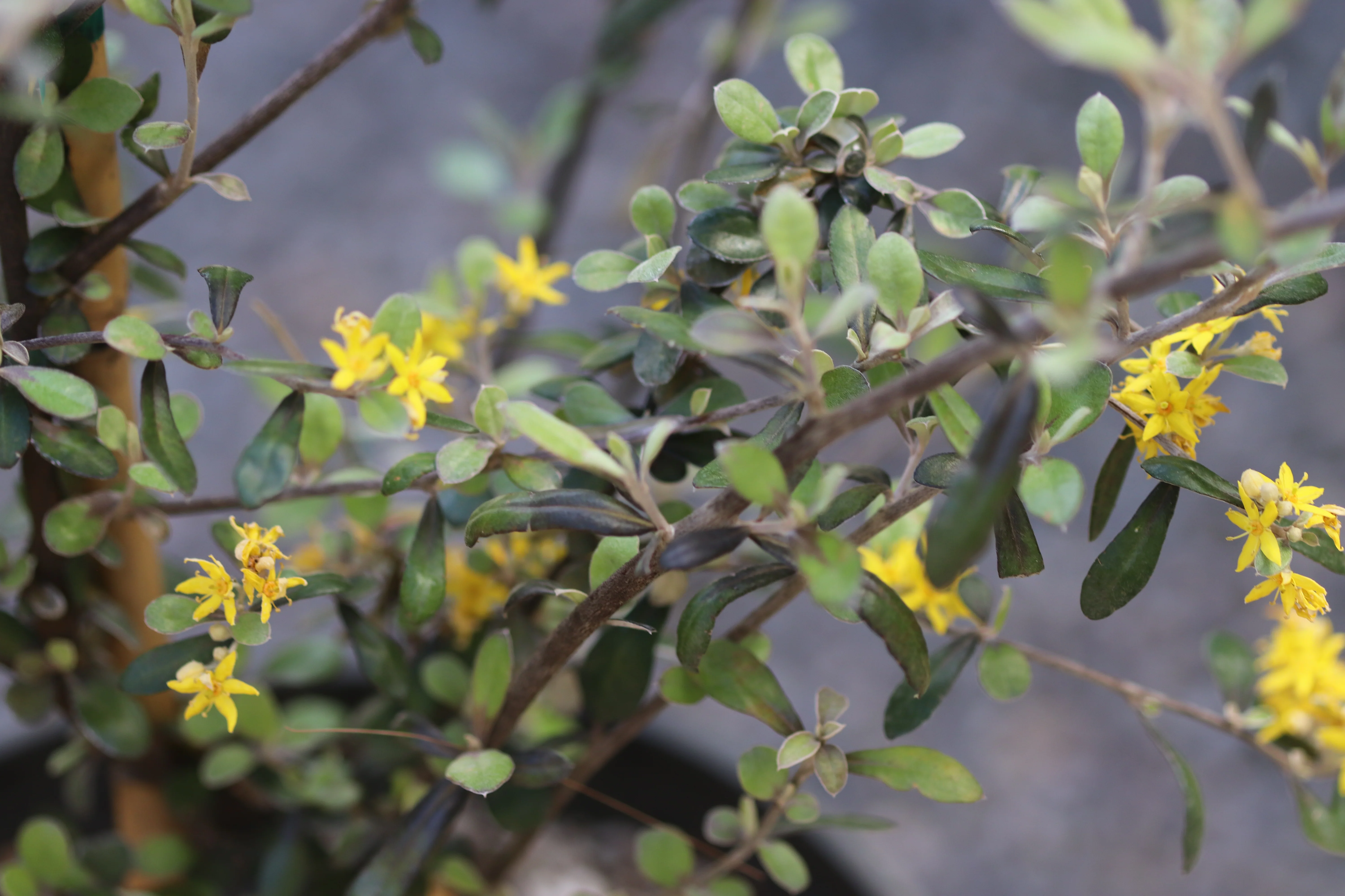 *RETAIL - Corokia x virgata 'Phantom' - Image 2