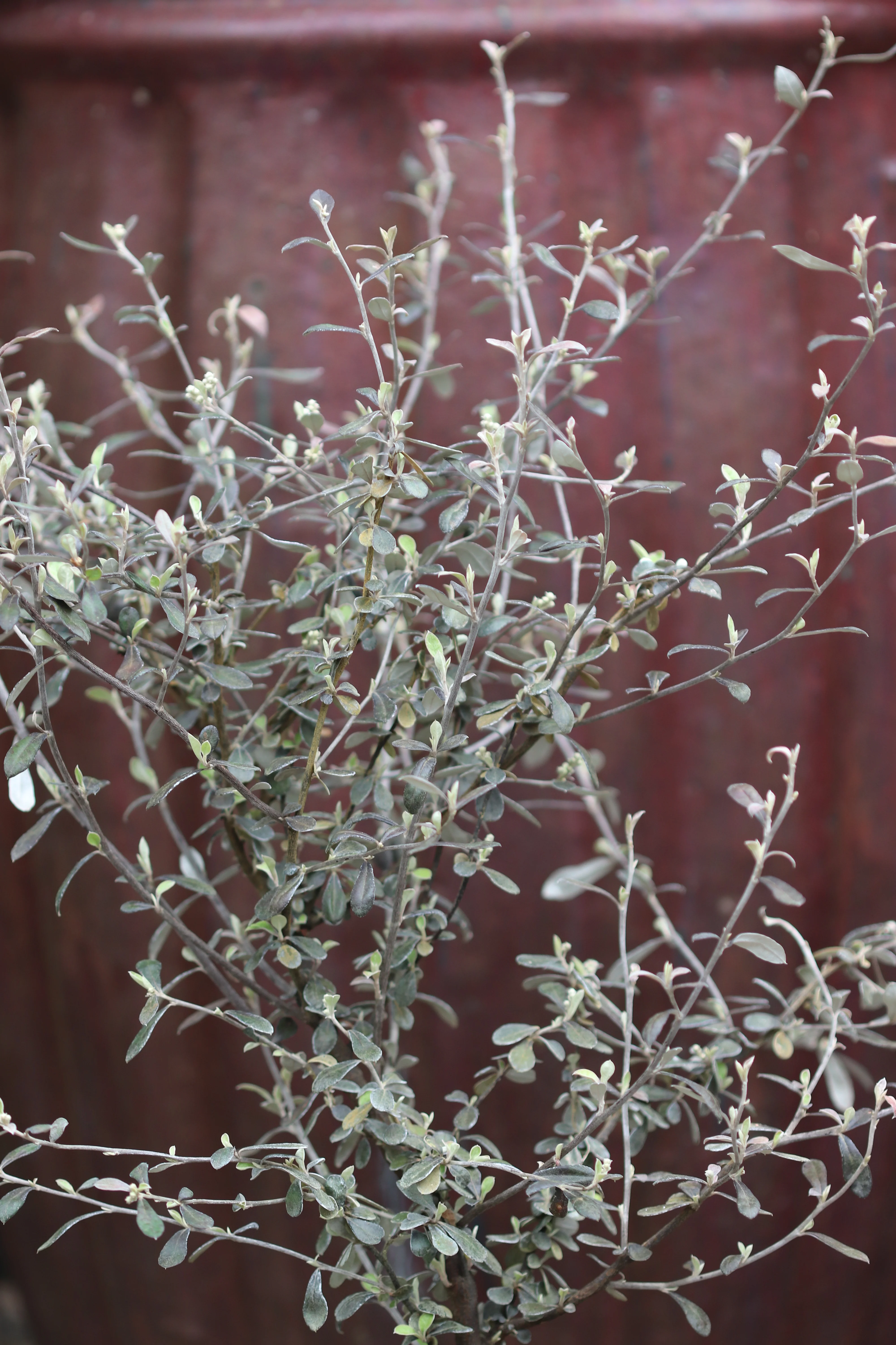 *RETAIL - Corokia x virgata 'Phantom' - Image 4