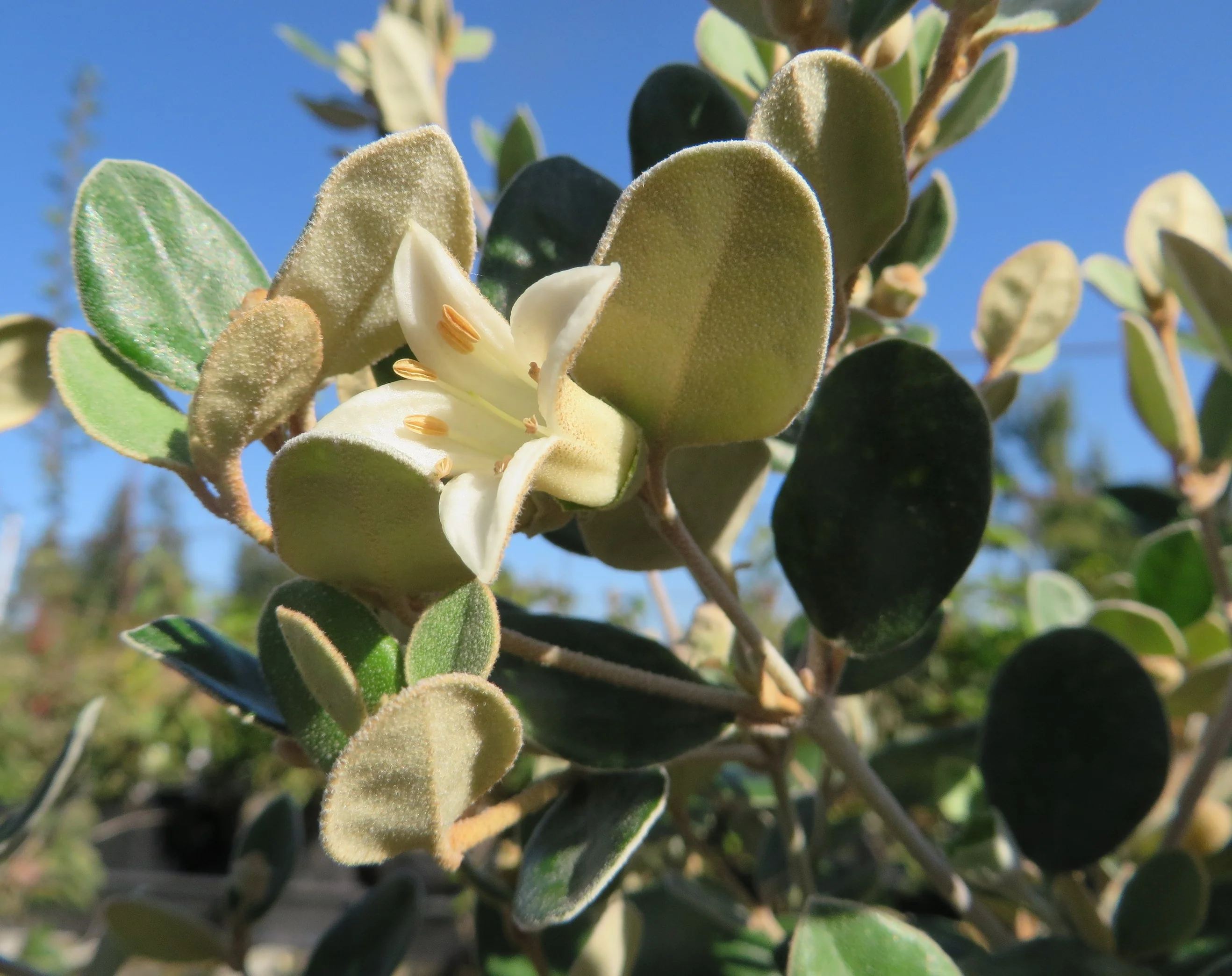 *RETAIL - Correa 'Ivory Bells' - Image 2