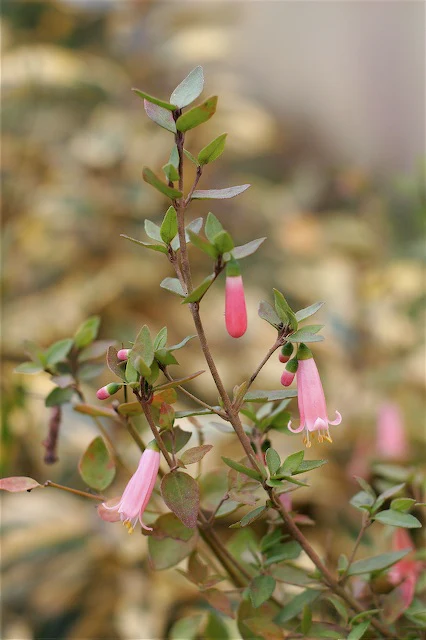 Correa pulchella 'Pink Flamingo'
