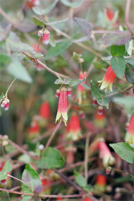 *RETAIL - Correa reflexa 'Carpenter Rocks' - Image 2