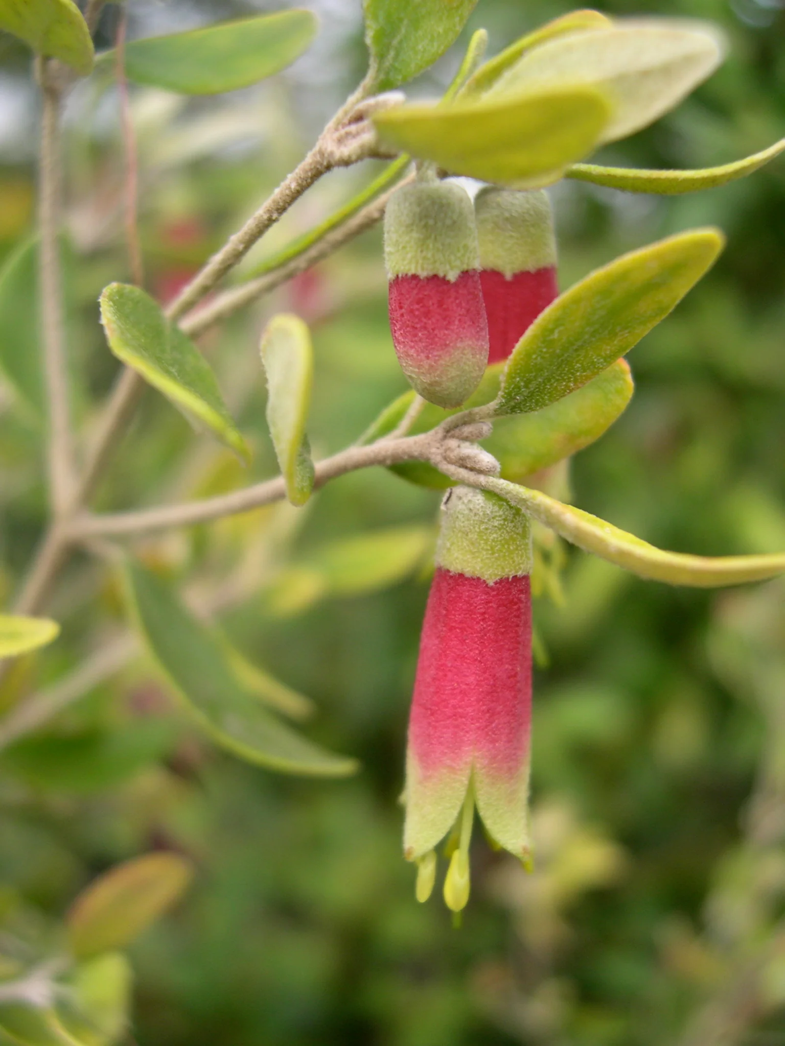*RETAIL - Correa reflexa 'Carpenter Rocks' - Image 3