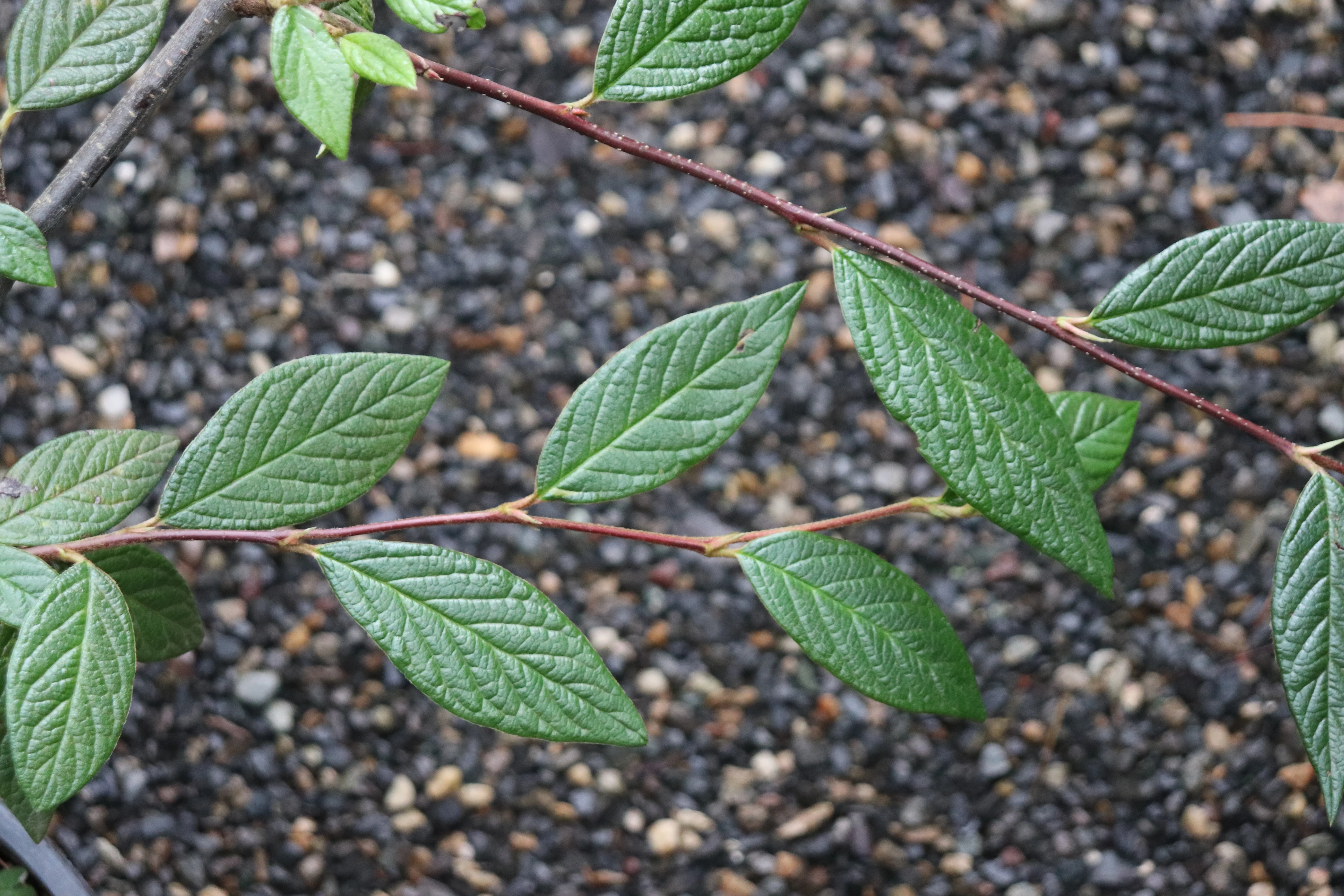 *RETAIL - Cotoneaster rhytidophyllus - Image 2