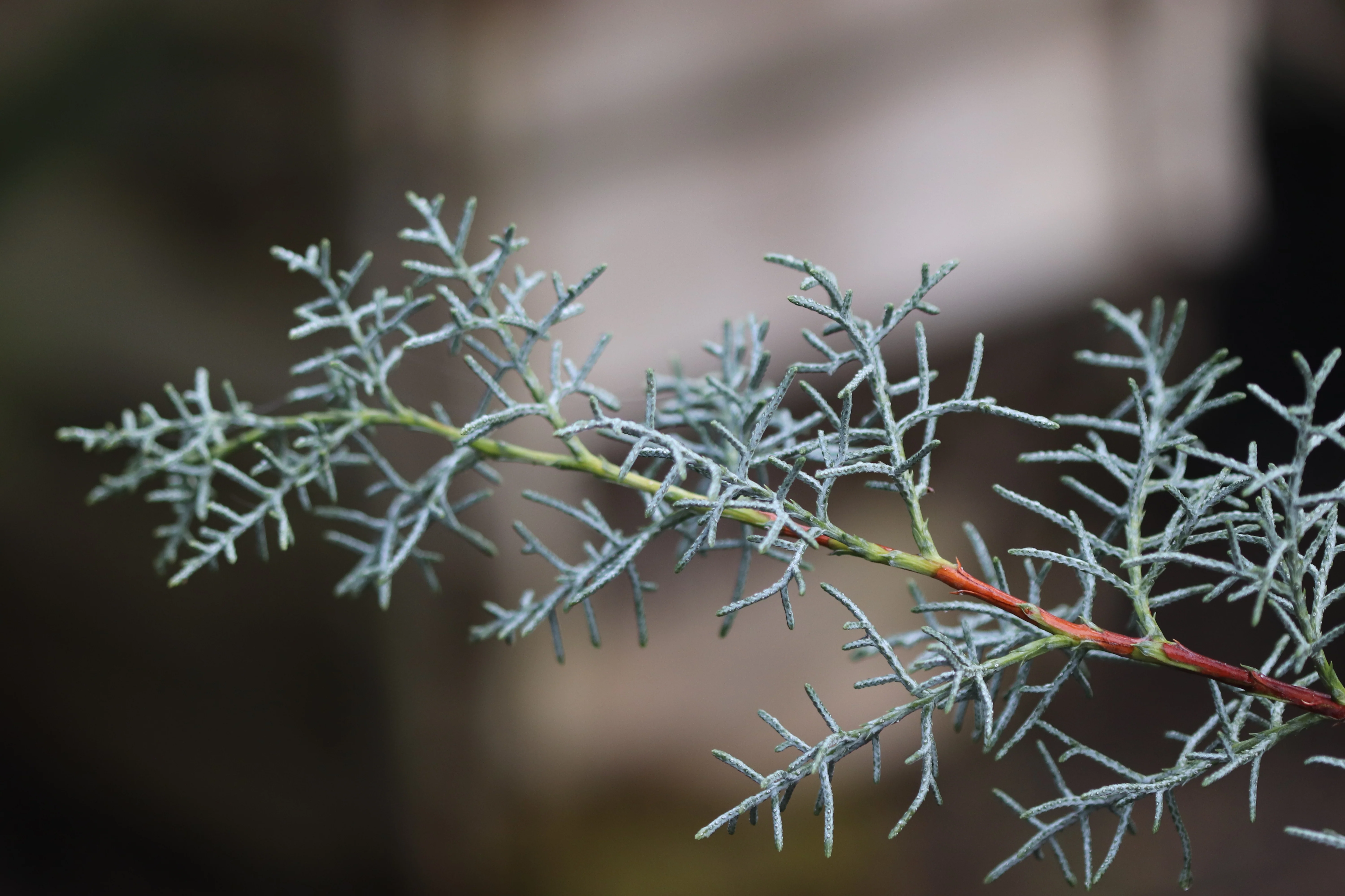 *RETAIL - Cupressus arizonica var. glabra 'Blue Ice' - Image 3