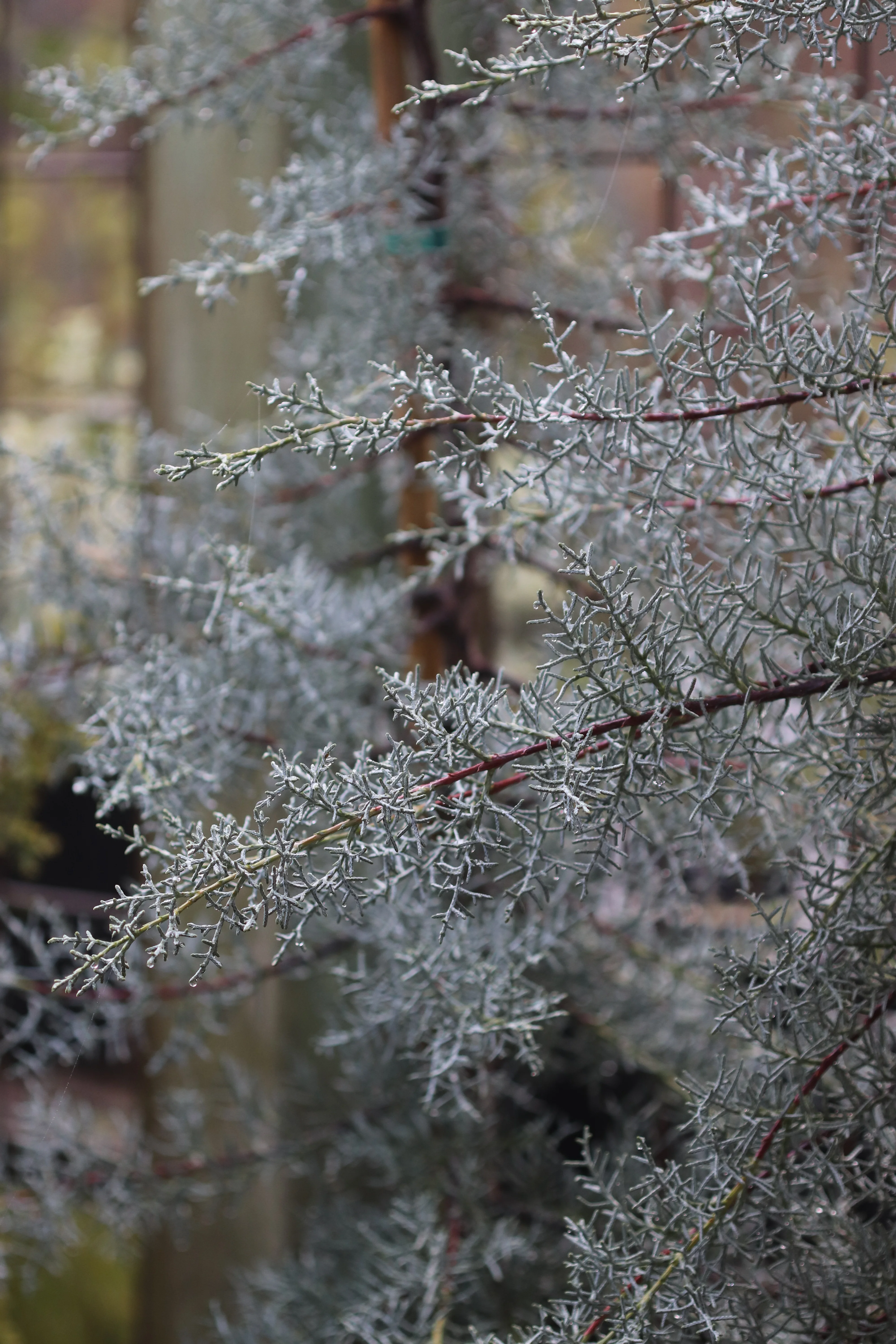 *RETAIL - Cupressus arizonica var. glabra 'Blue Ice' - Image 4