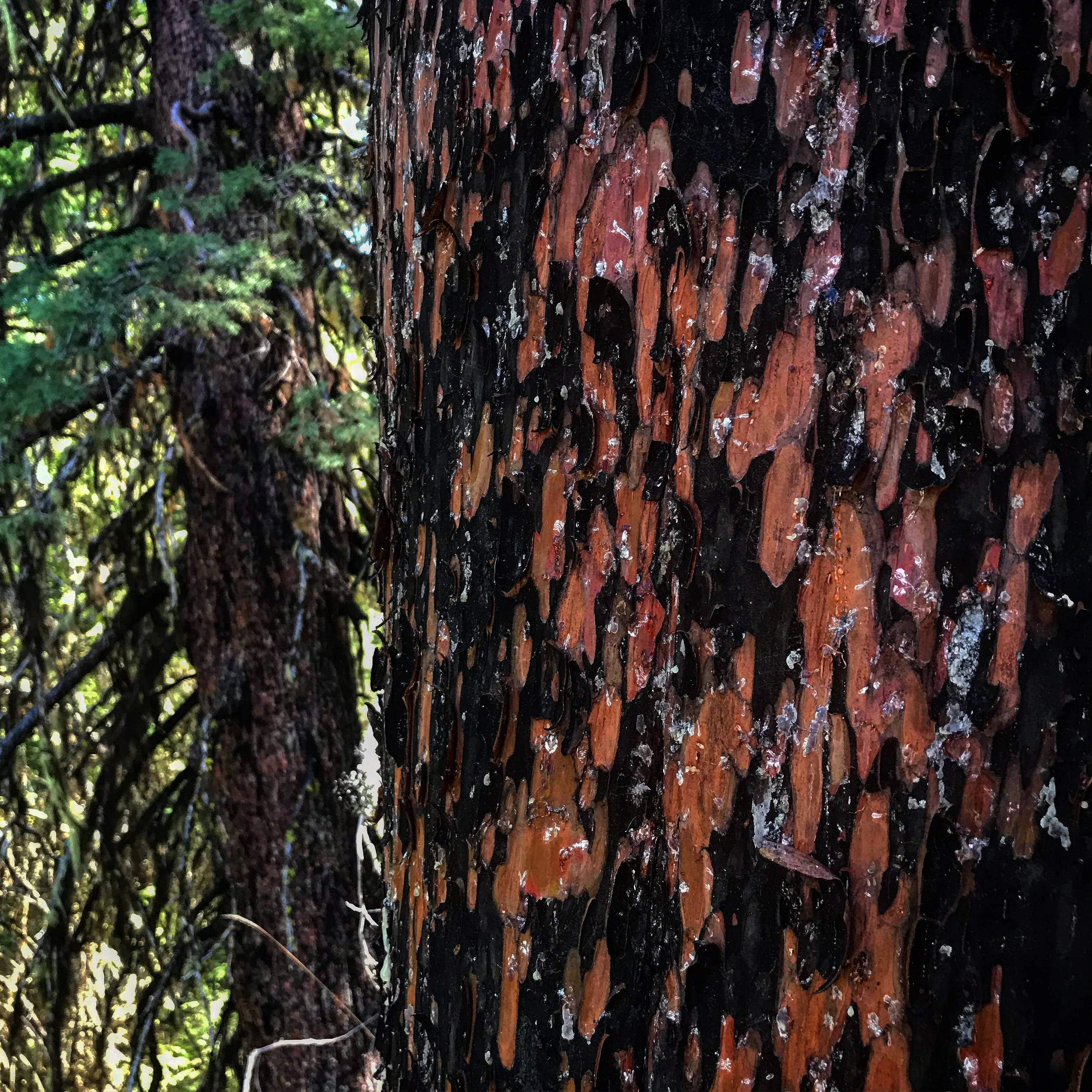 Cupressus bakeri - Image 2