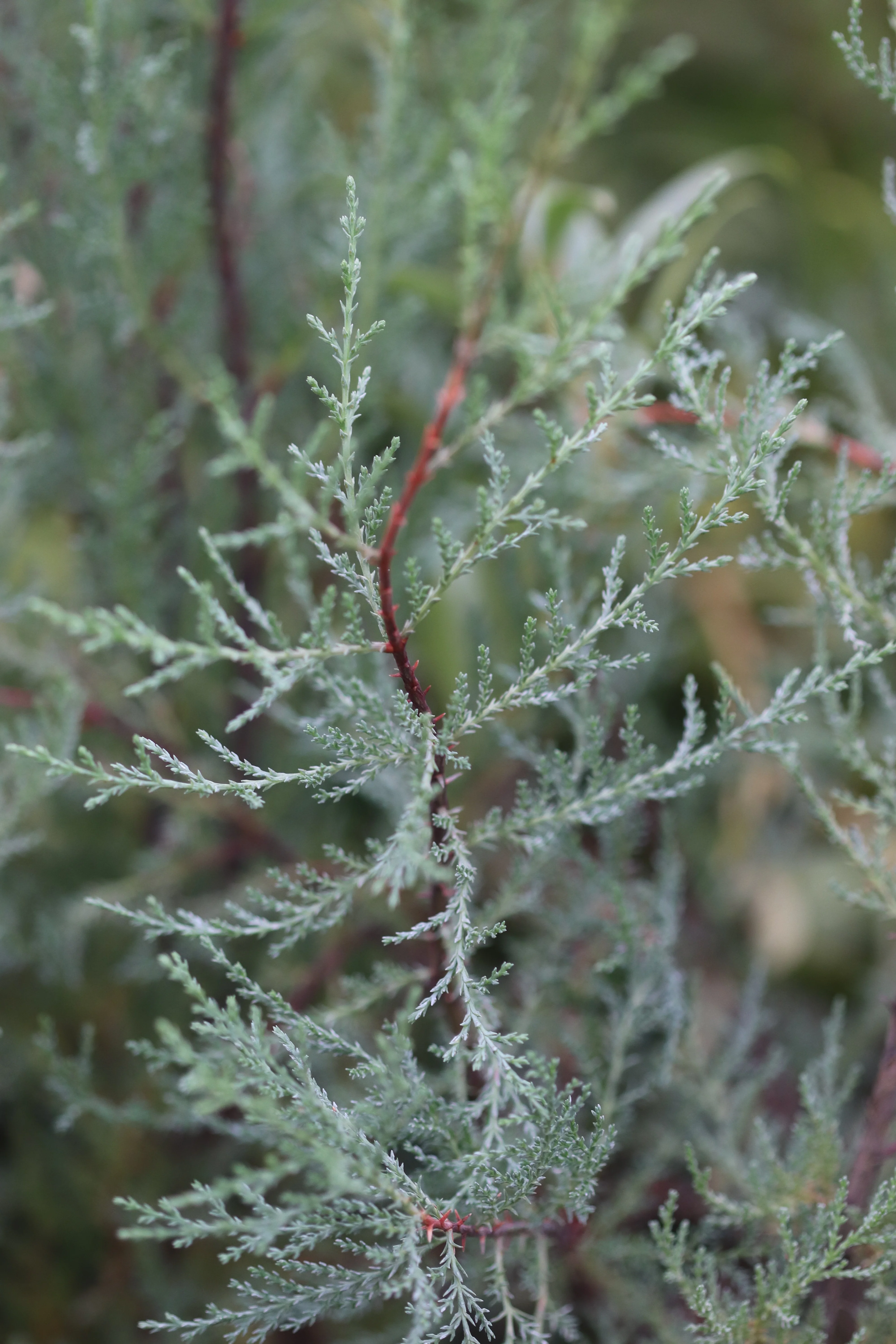Cupressus macnabiana  [Walker Rd. blue] - Image 2