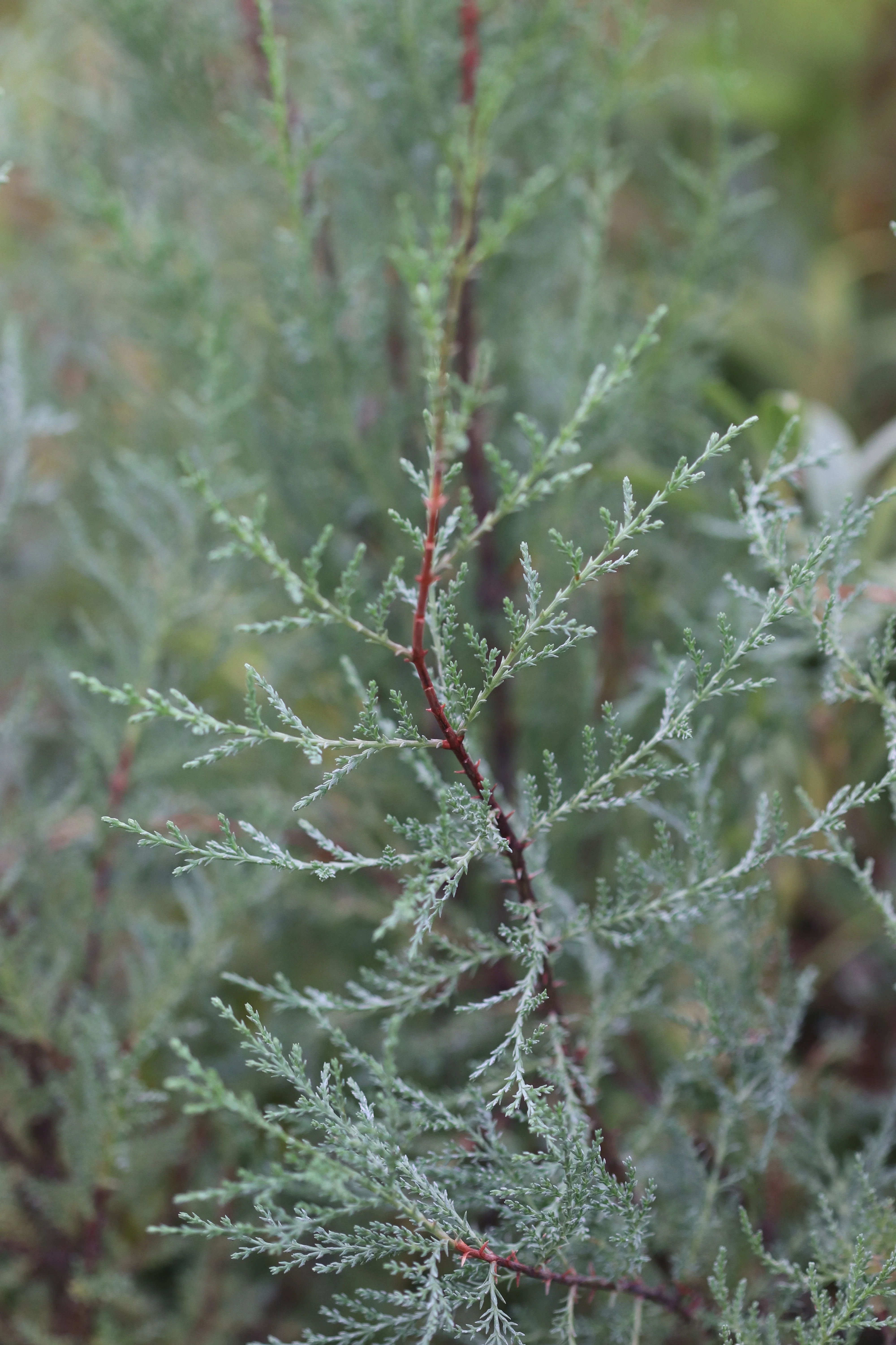 Cupressus macnabiana  [Walker Rd. blue] - Image 3