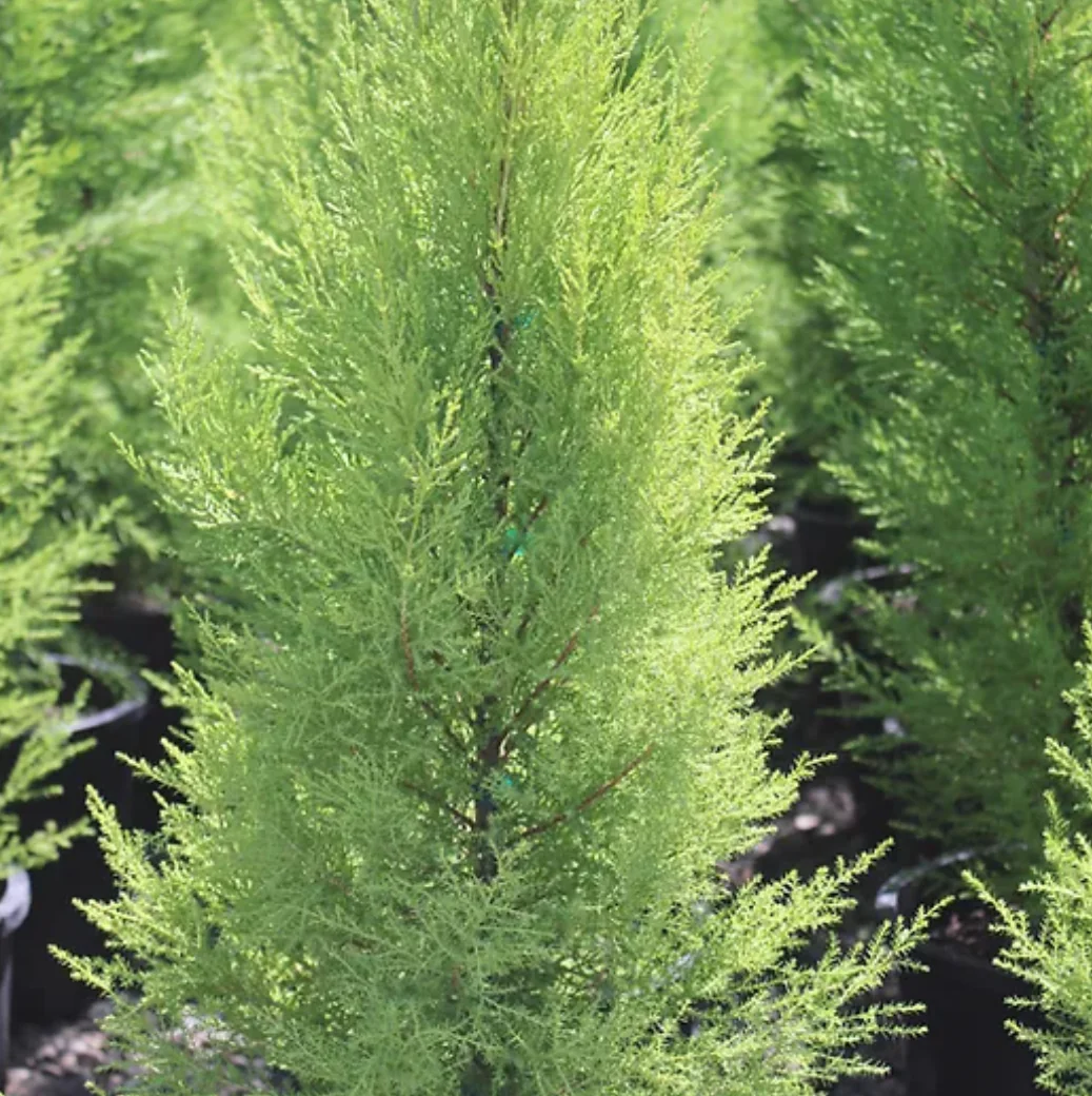*RETAIL - Cupressus macrocarpa 'Wilma Goldcrest'