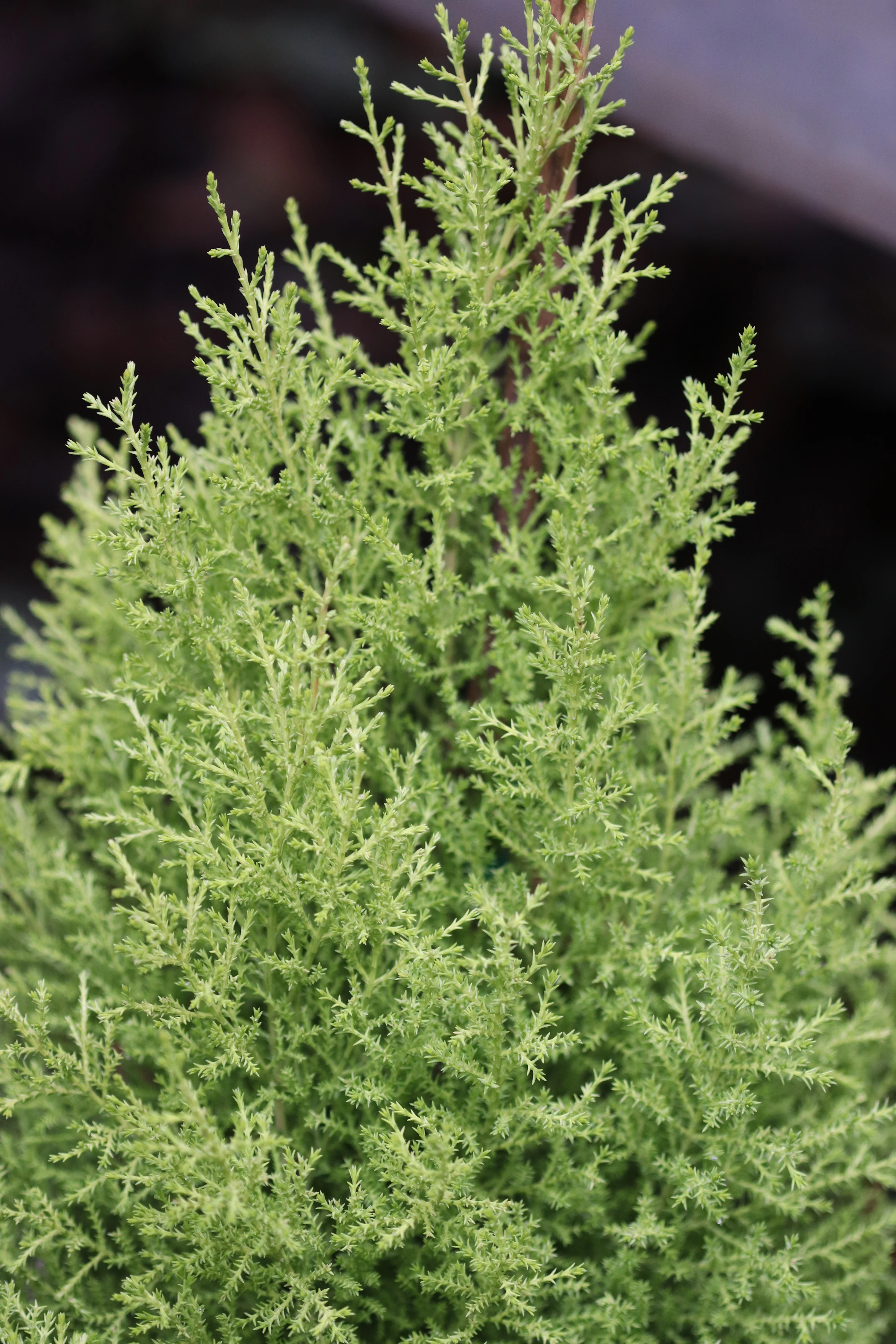 *RETAIL - Cupressus macrocarpa 'Wilma Goldcrest' - Image 2