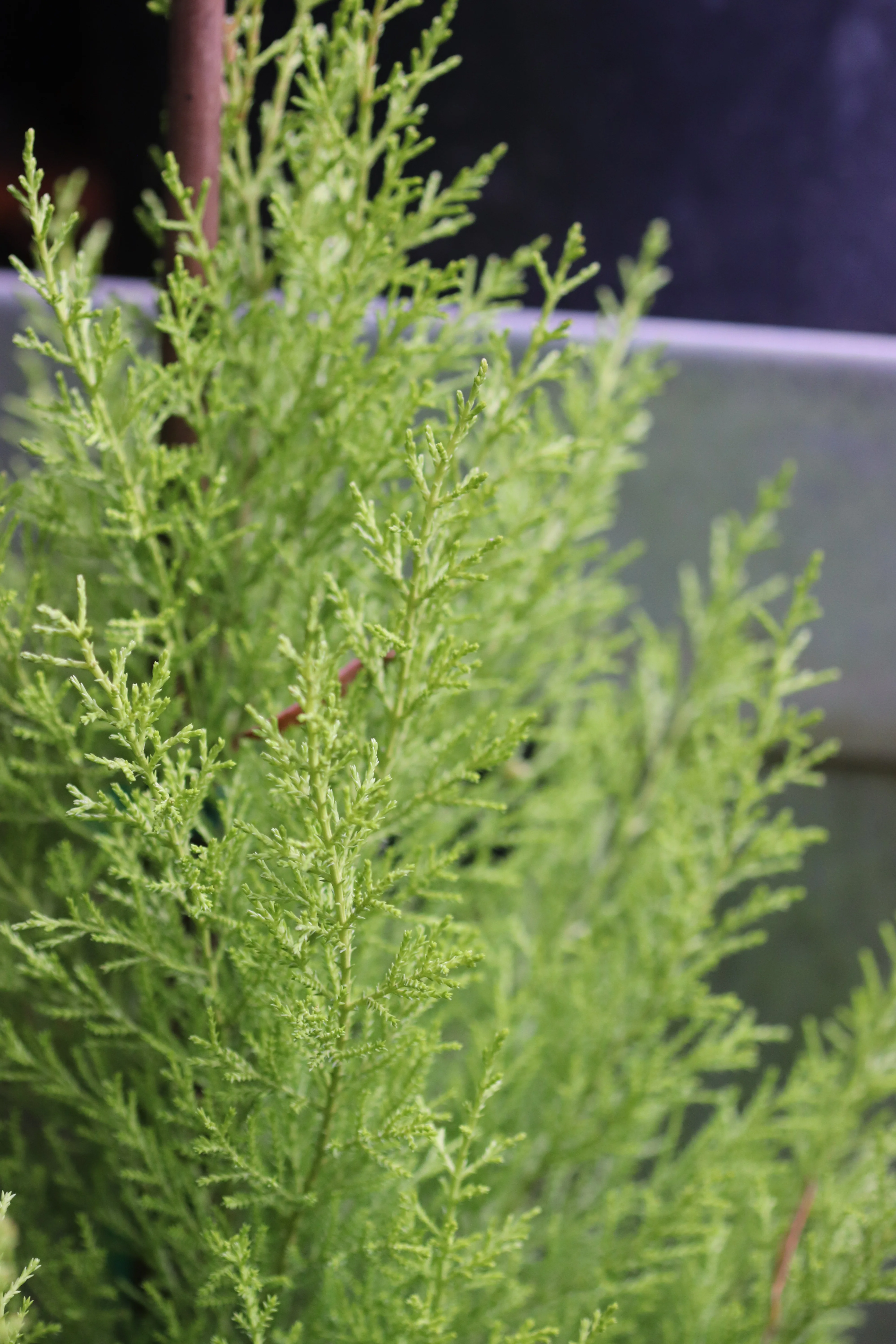 *RETAIL - Cupressus macrocarpa 'Wilma Goldcrest' - Image 3