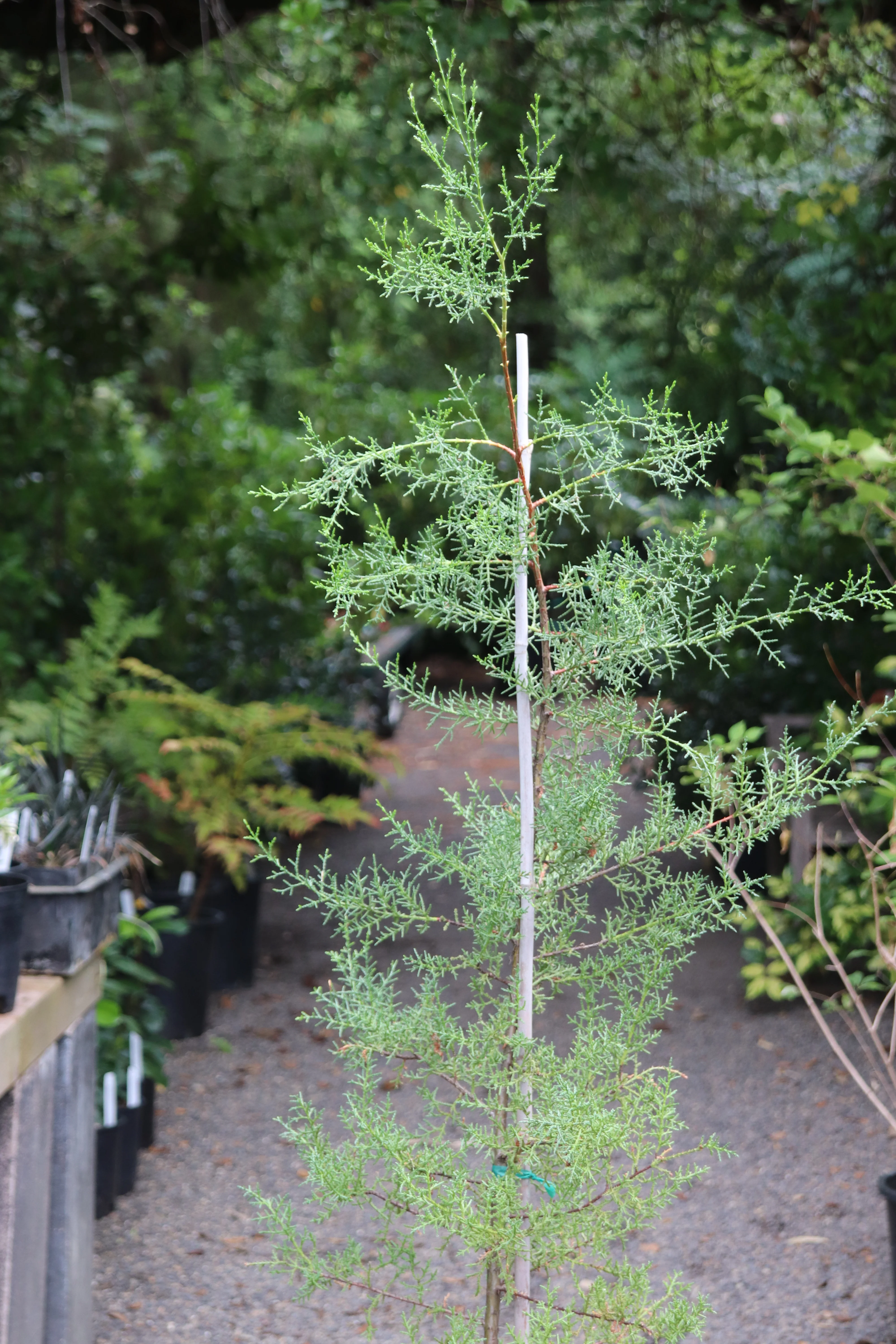 Cupressus sargentii 13308 [NW Walker Ridge] - Image 2