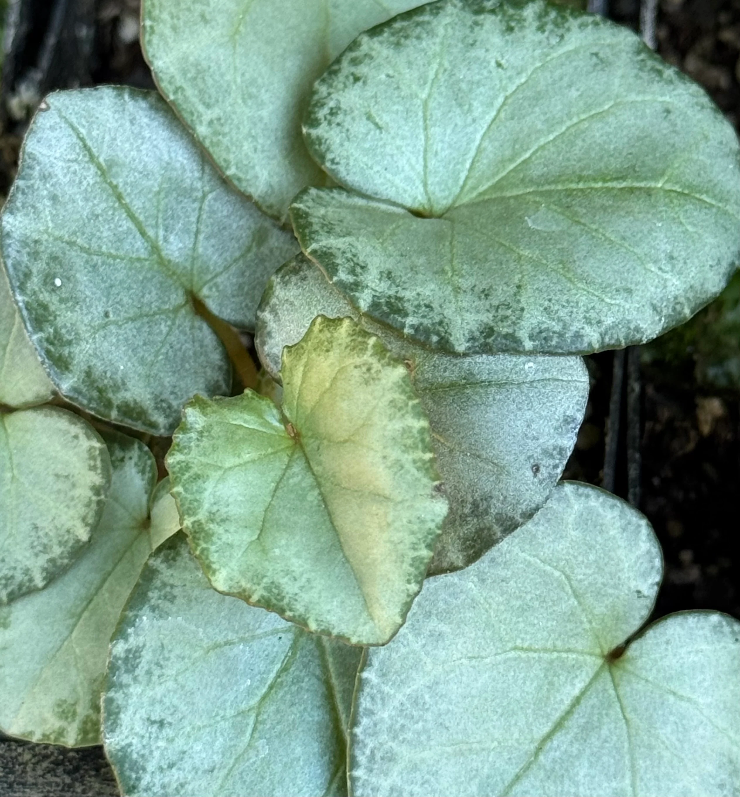Cyclamen hederifolium [silver/platinum trident] - Image 2