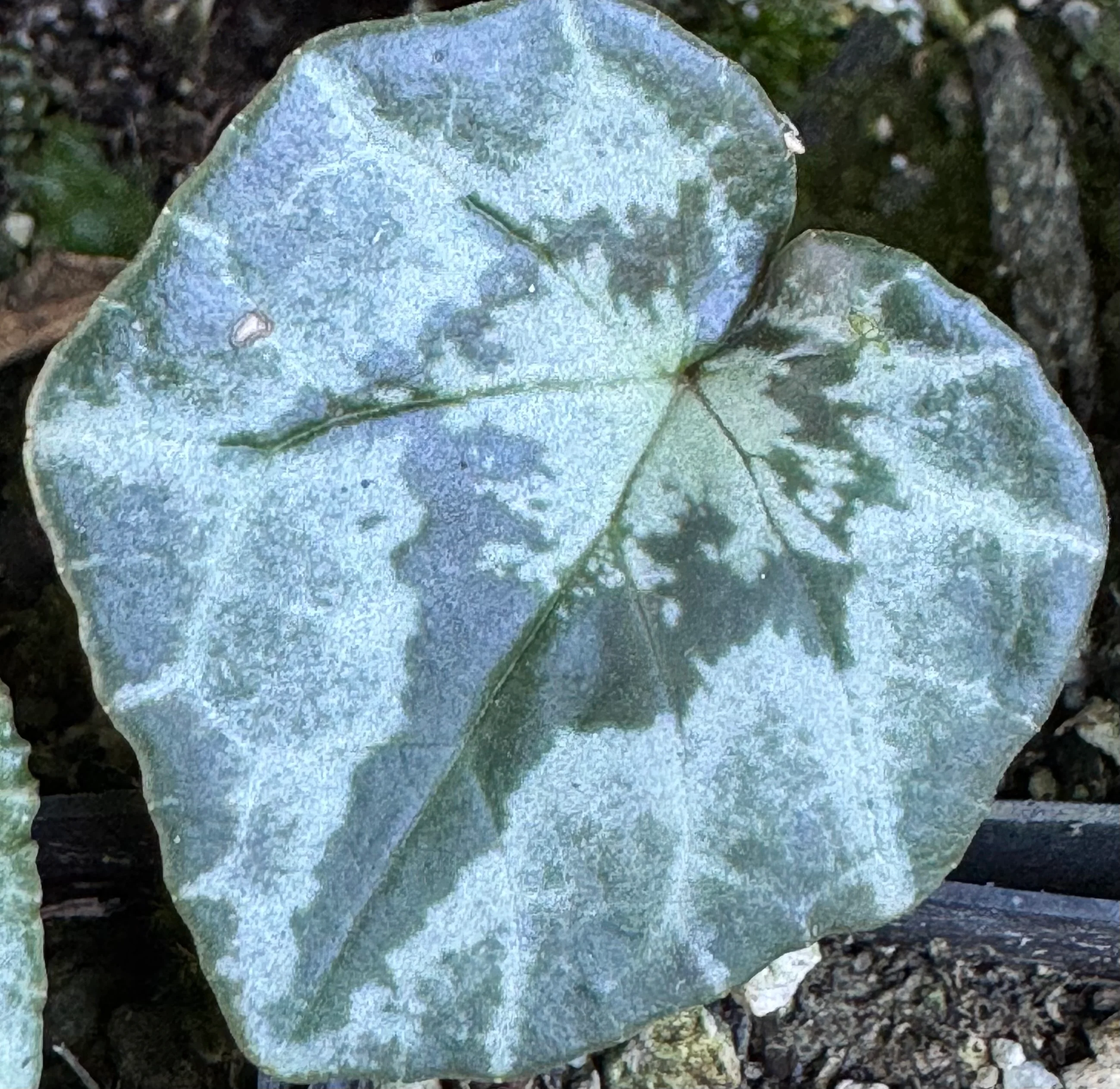 Cyclamen hederifolium [silver/platinum trident] - Image 3