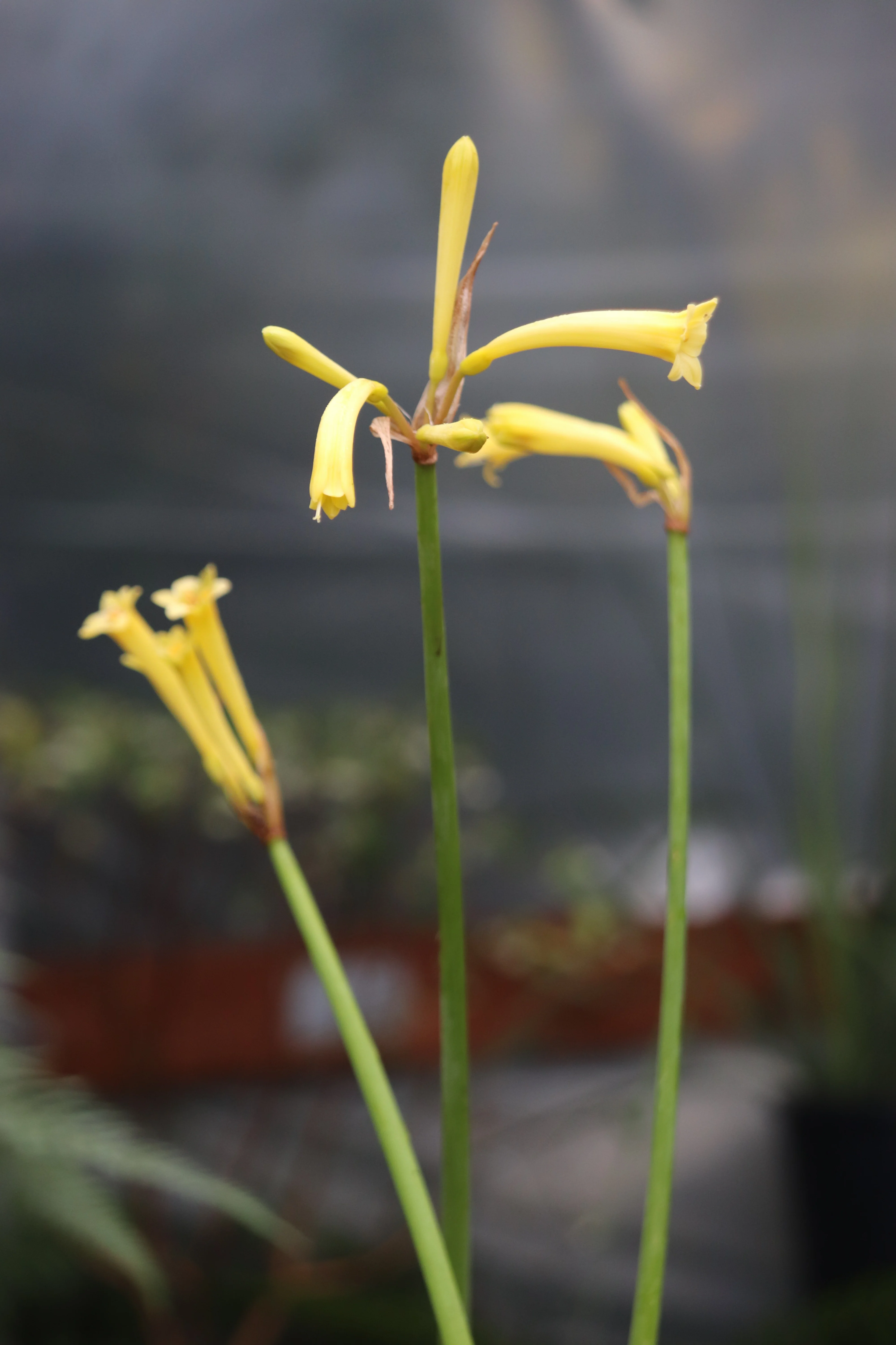 Cyrtanthus brachyscyphus [Yellow Form] - Image 2