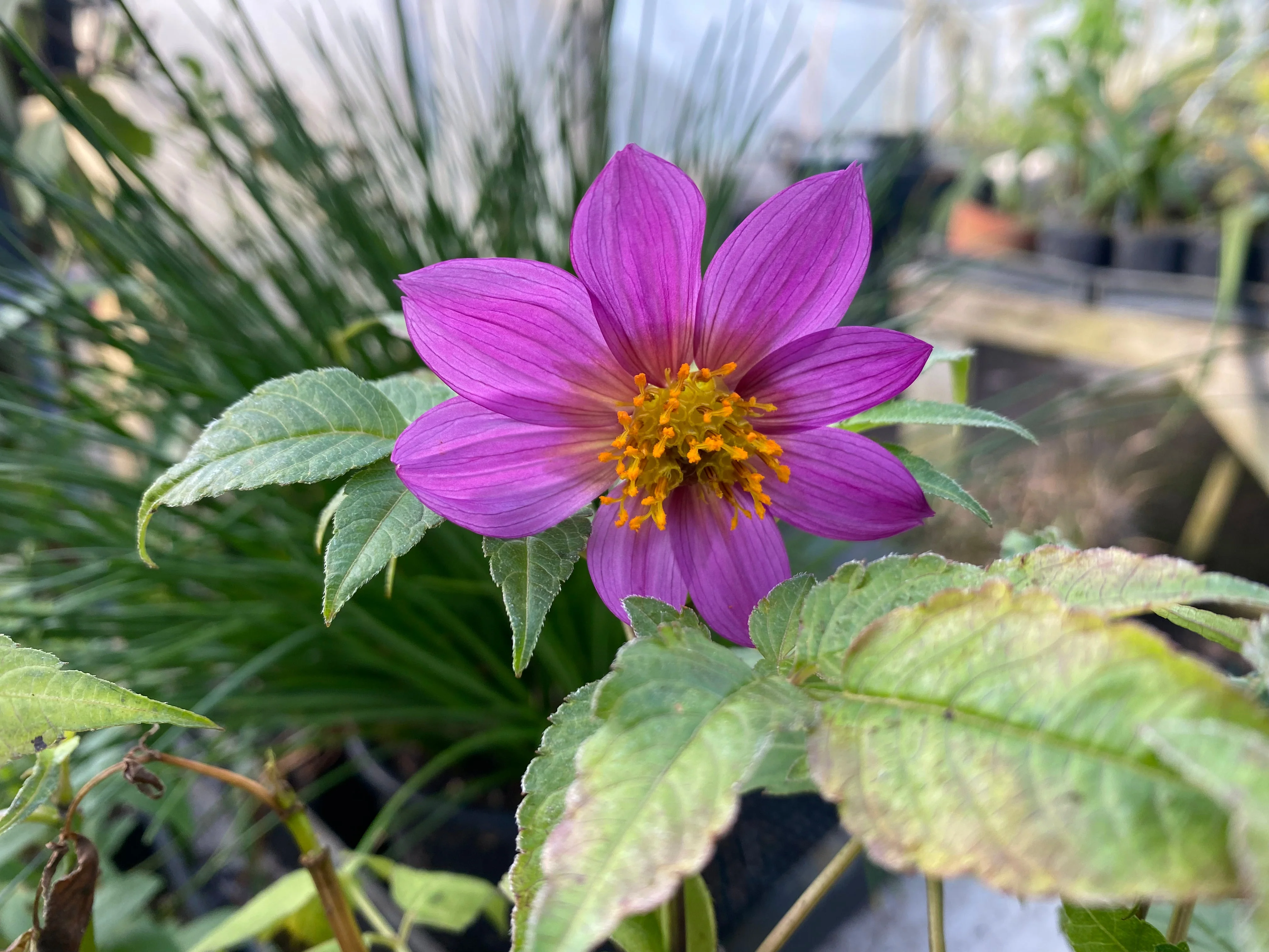 Dahlia merckii - Image 2