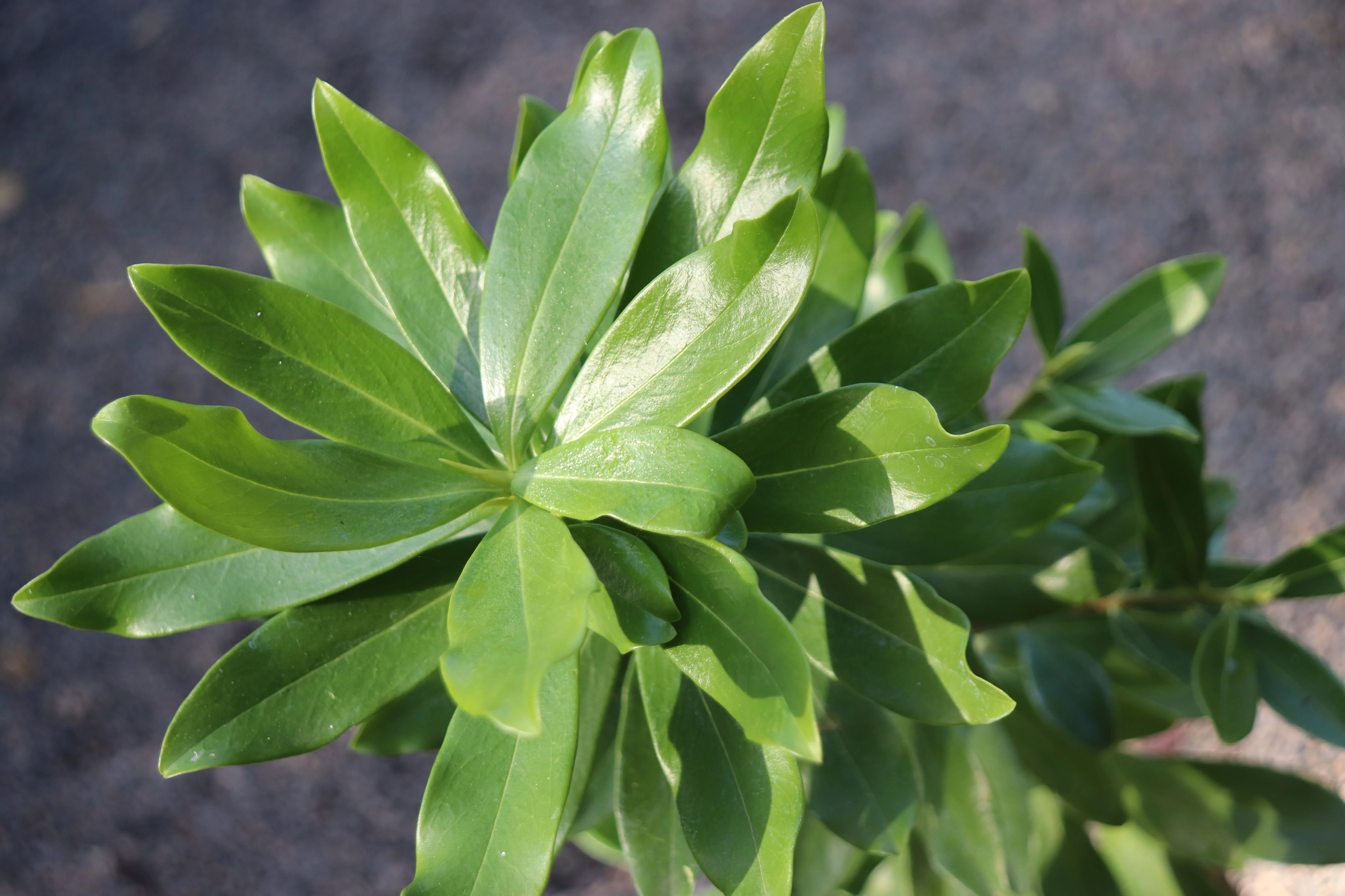 *RETAIL - Daphne odora f. leucantha - Image 2