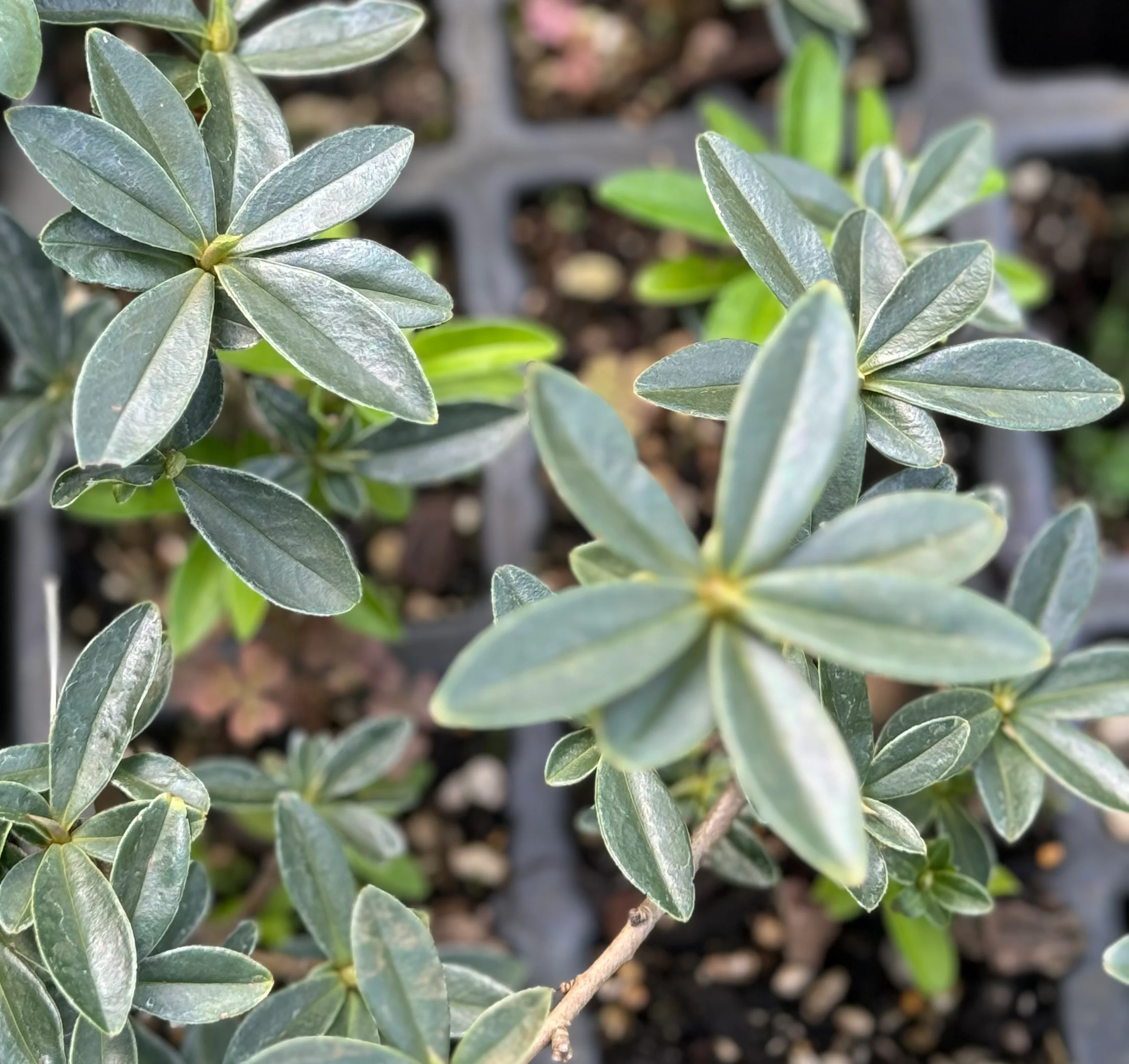 Daphne tangutica - Image 2