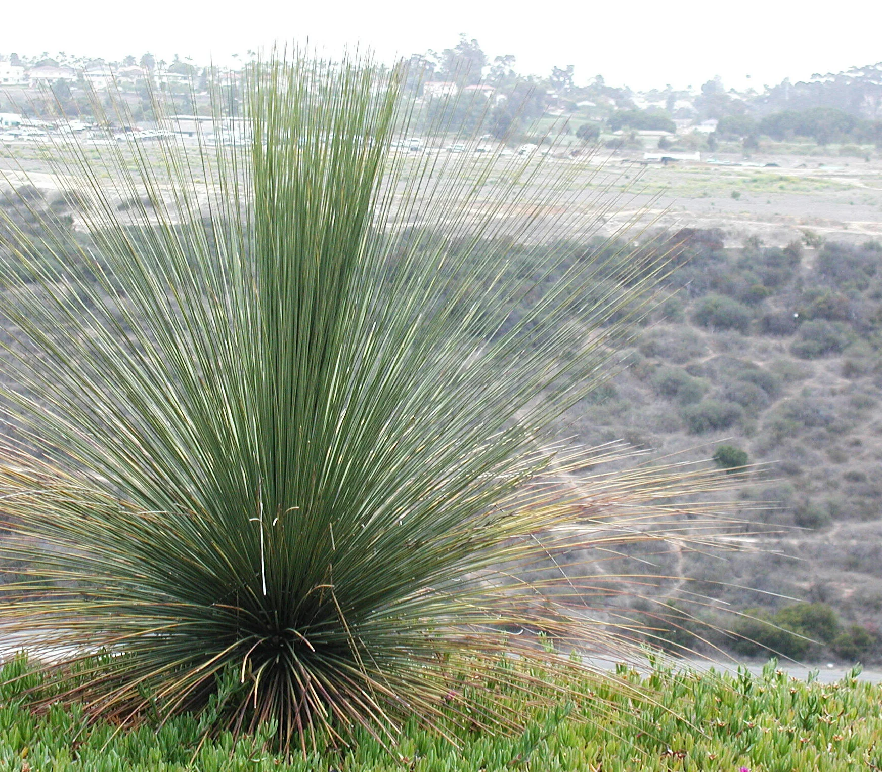 Dasylirion quadrangulatum - Image 2