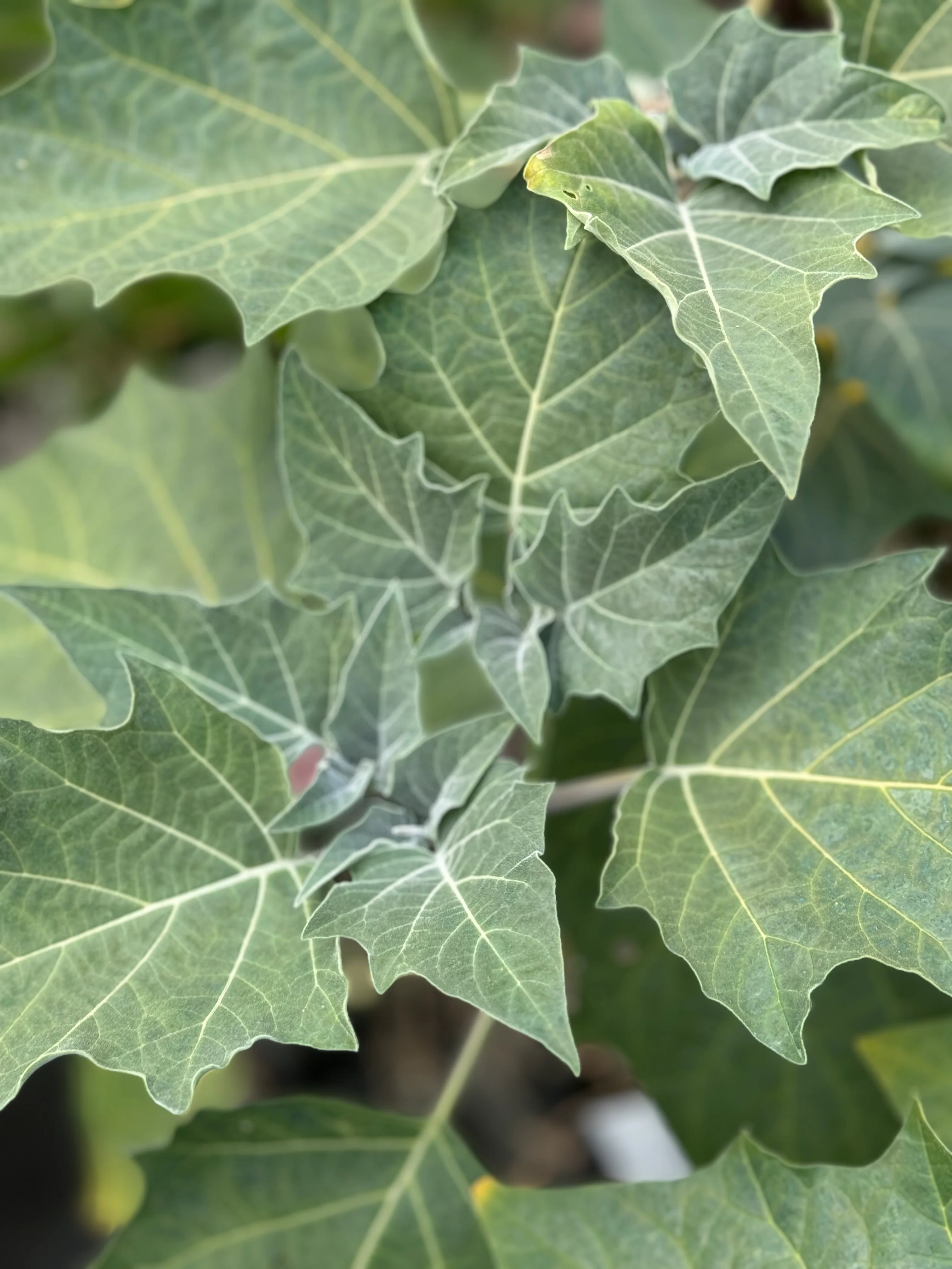 Datura wrightii - Image 2