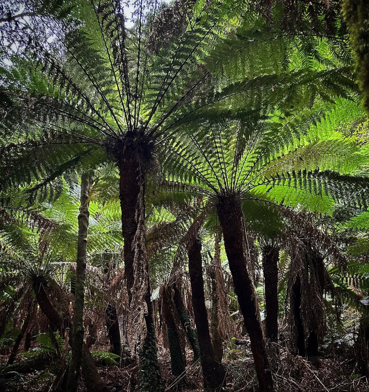 *RETAIL - Dicksonia antarctica - Image 5