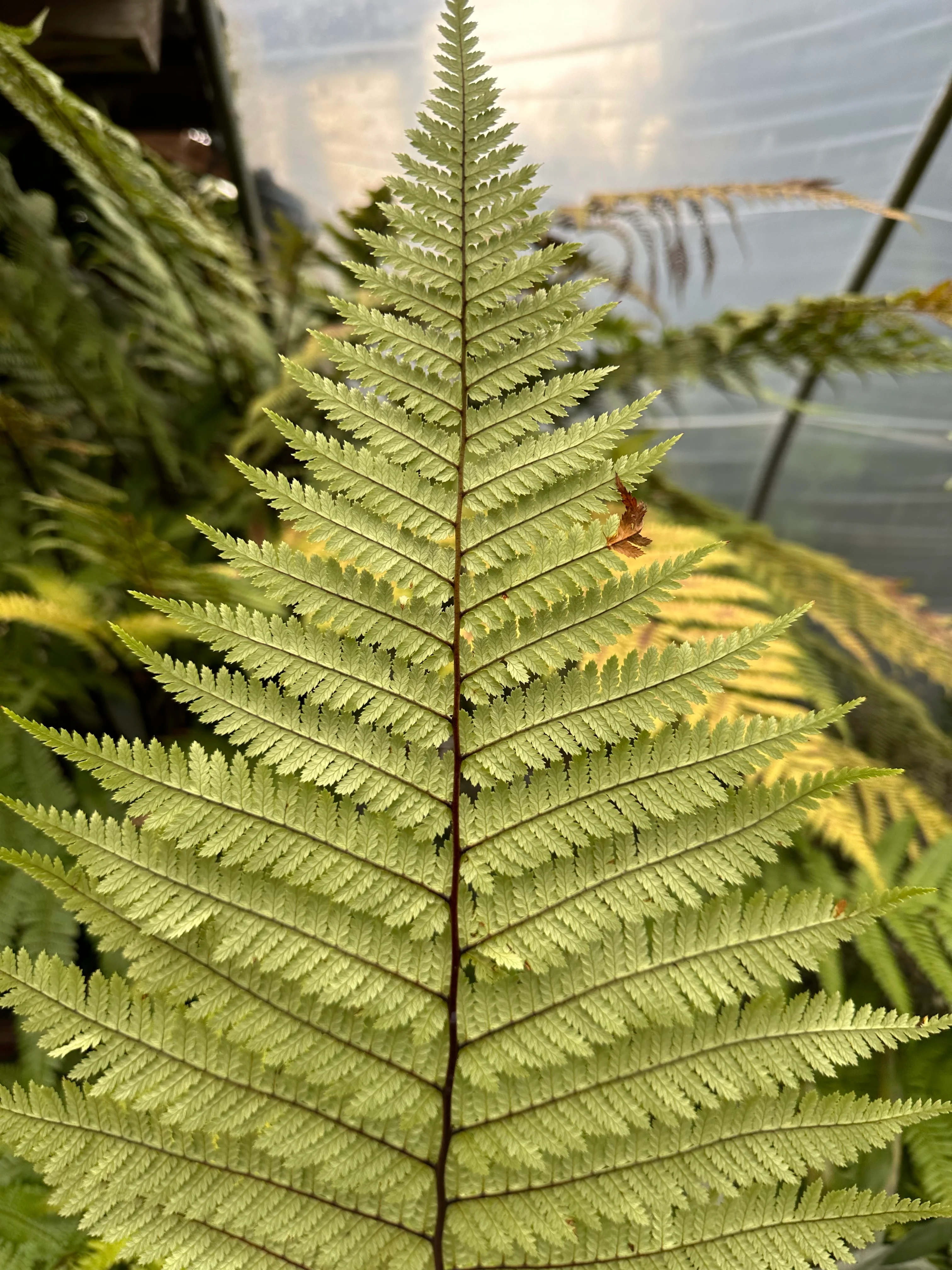 Dicksonia antarctica - Image 2