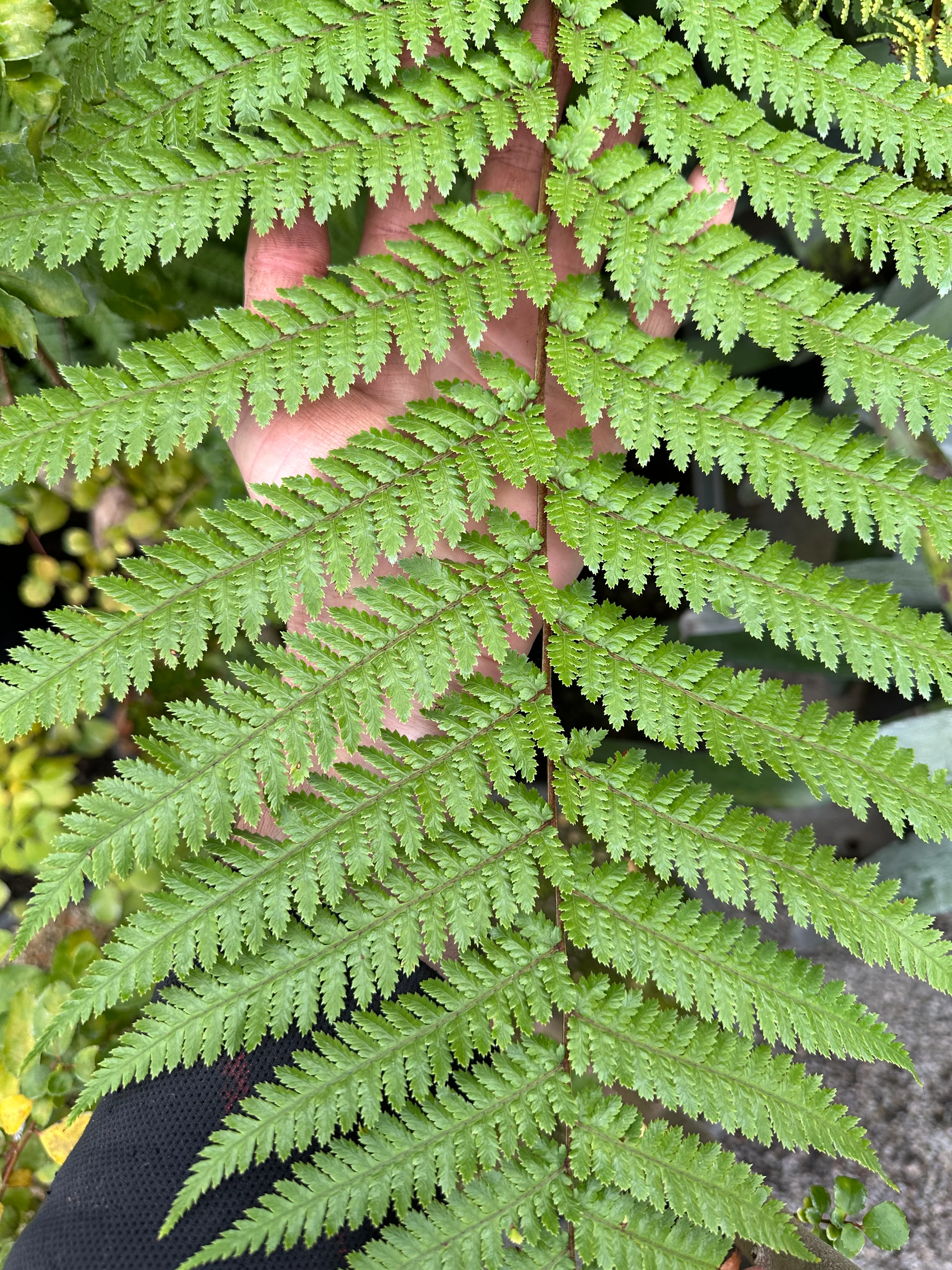 Dicksonia antarctica - Image 3