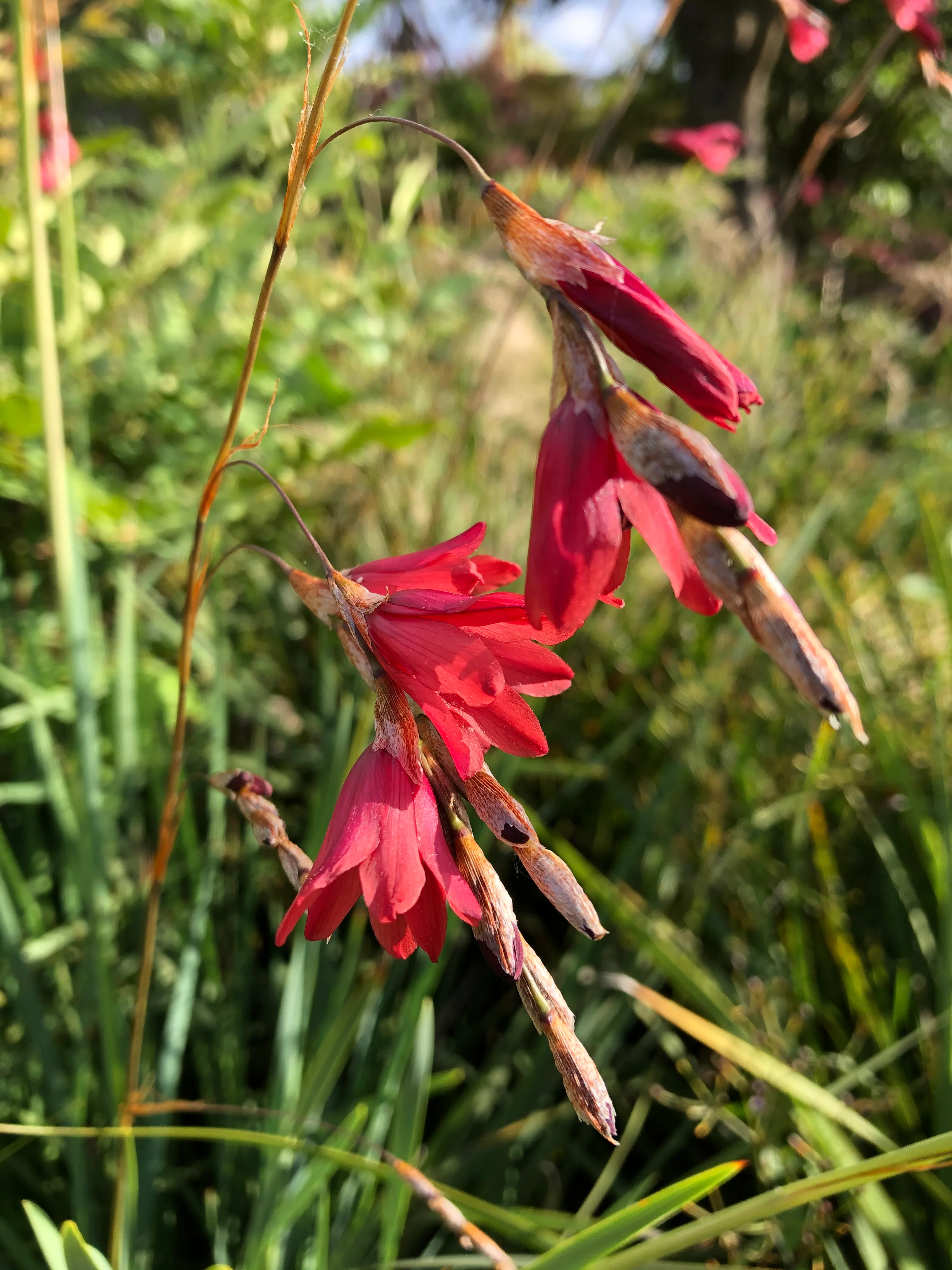 Dierama x 'Tomato Red'