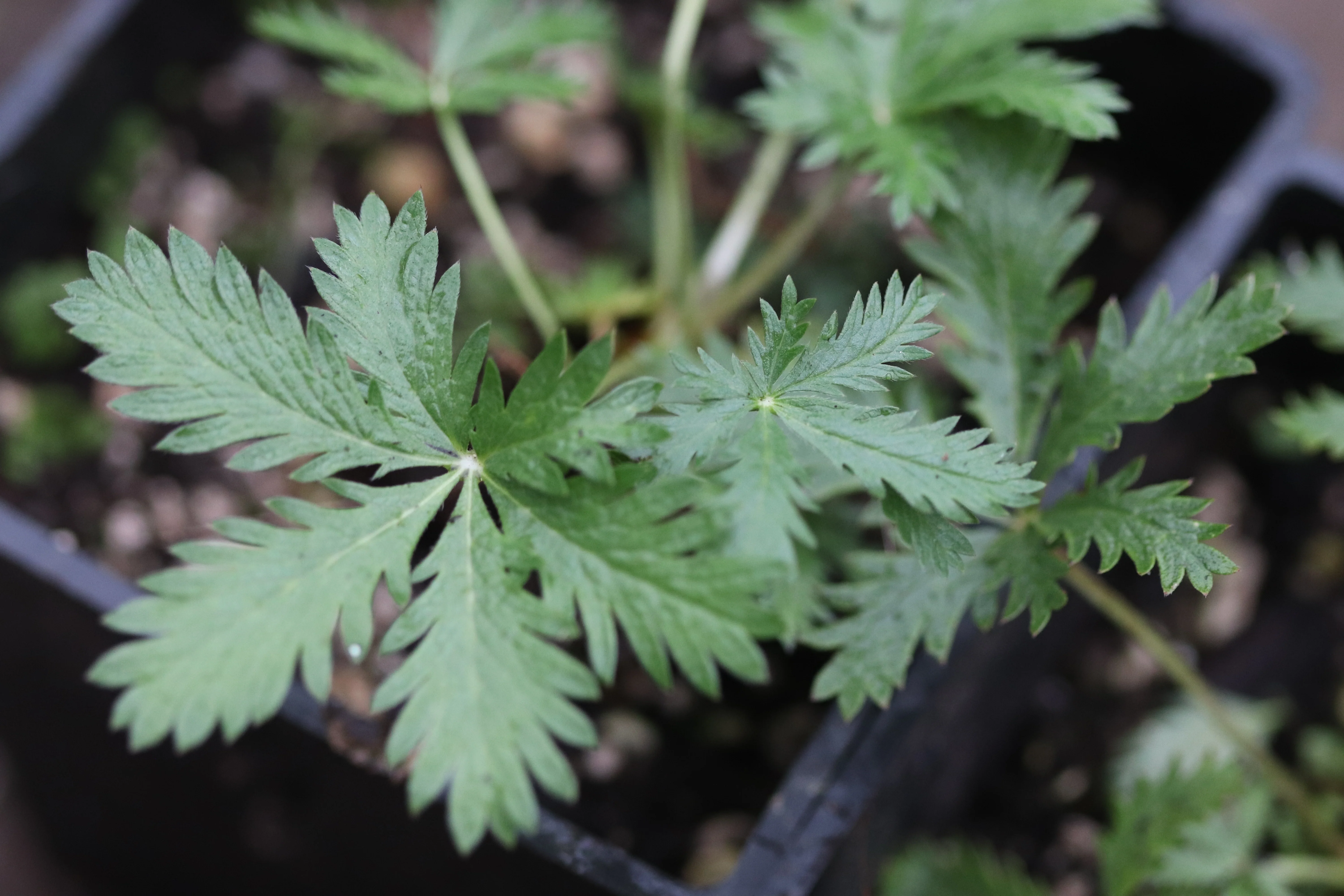 Drymocallis arguta aff. SQSP - Image 3