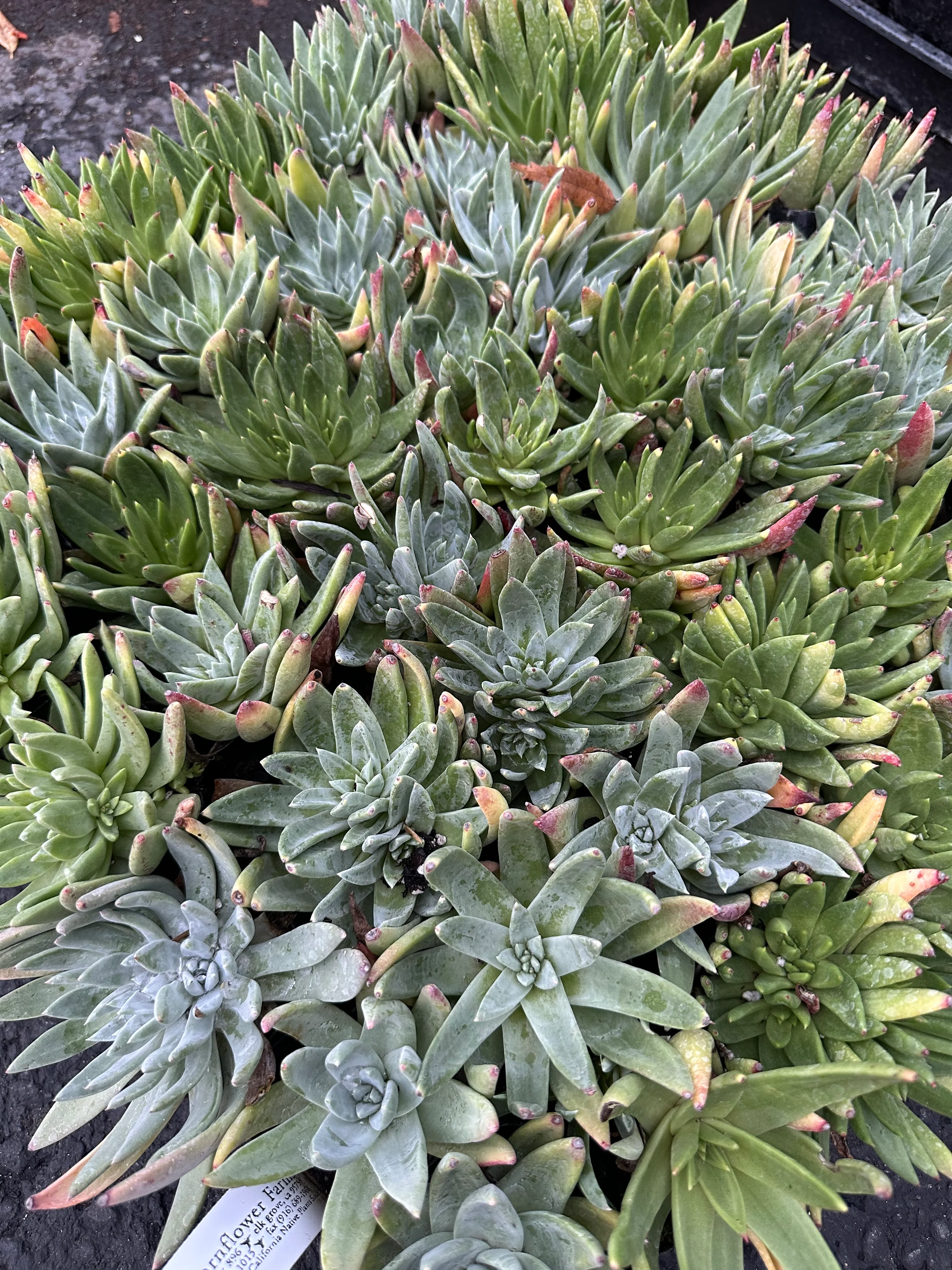 Dudleya farinosa - Image 2