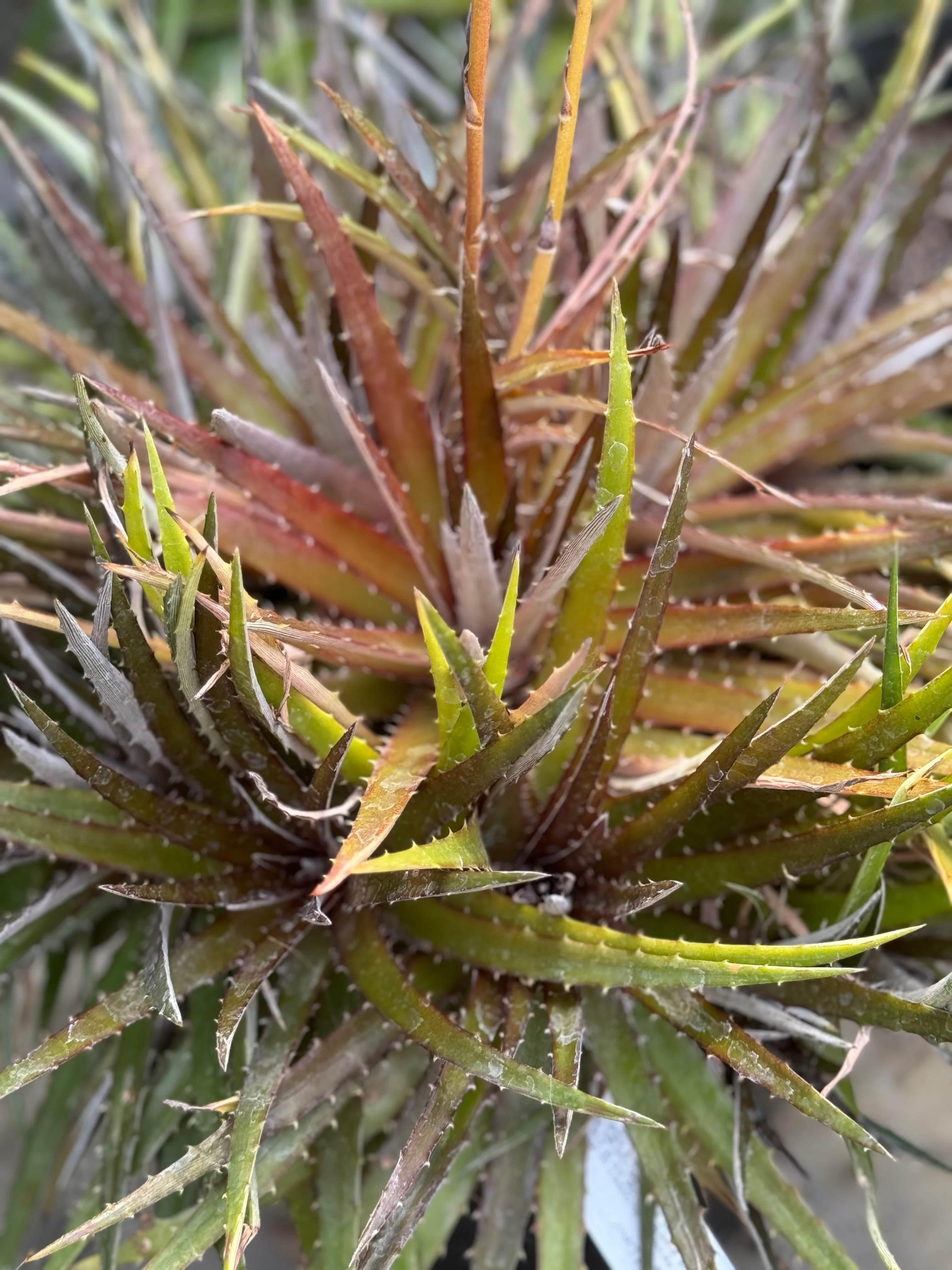 Dyckia 'Red Devil' - Image 2