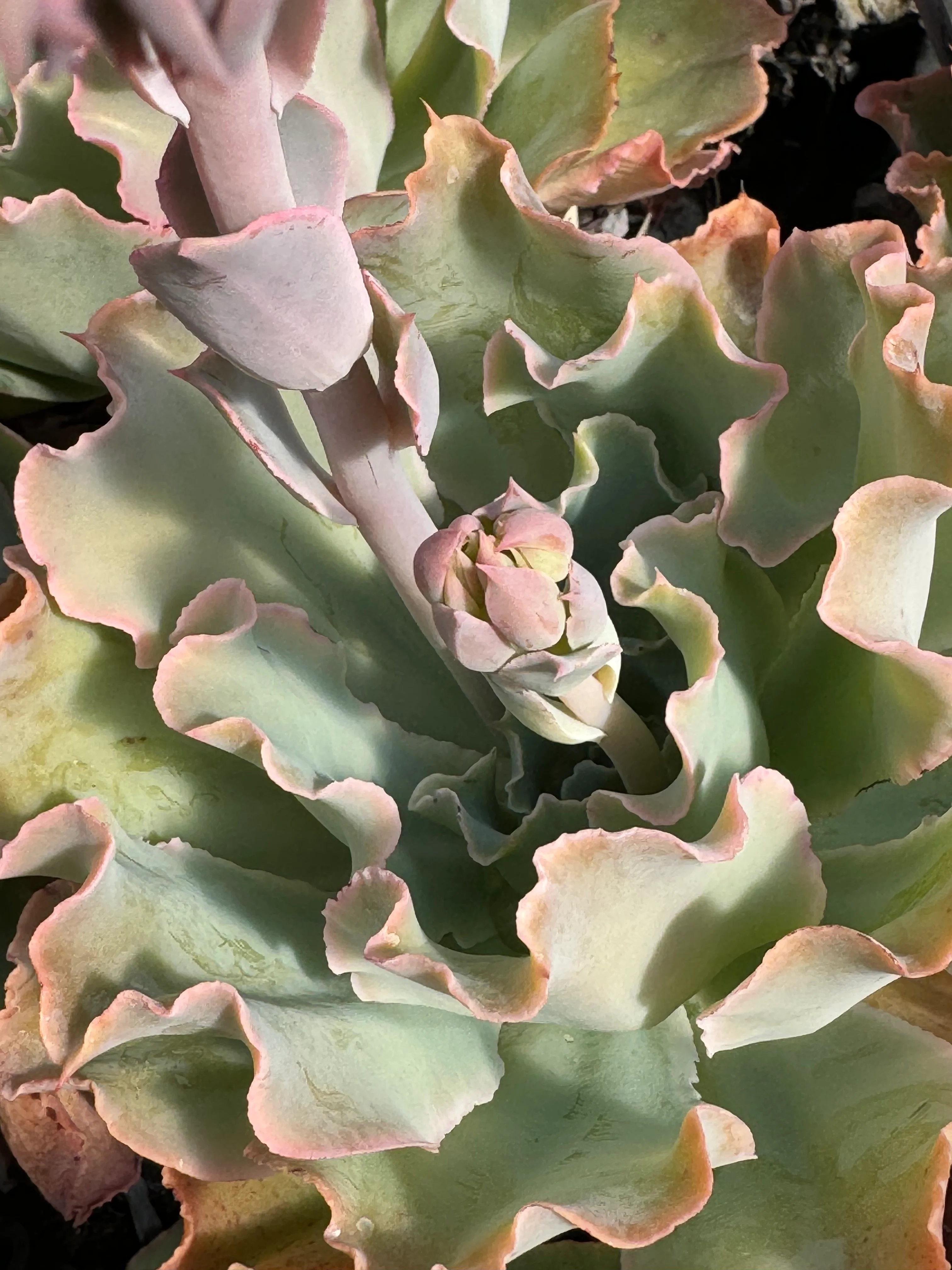 *RETAIL - Echeveria 'Aquarius' - Image 2