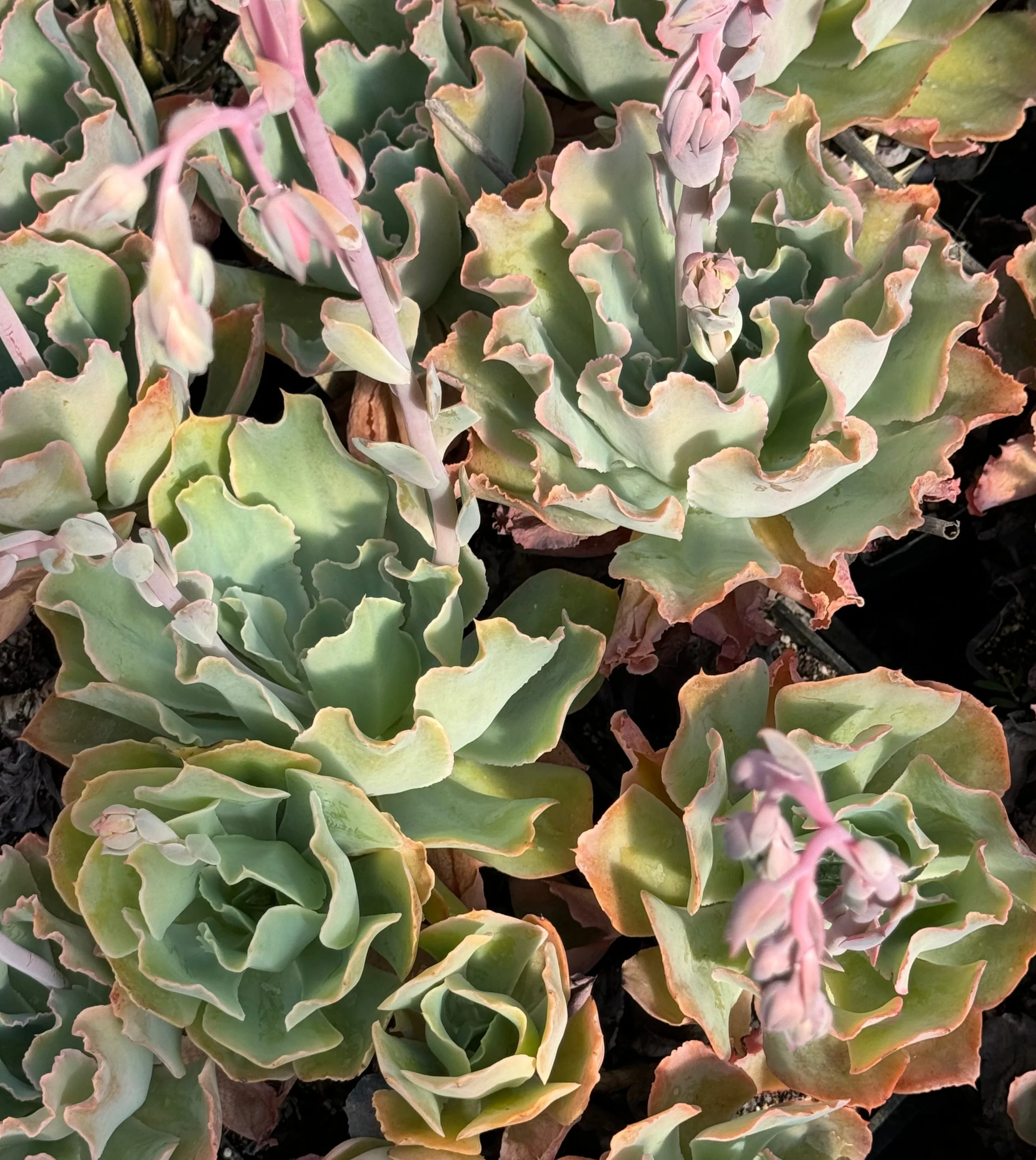 *RETAIL - Echeveria 'Aquarius' - Image 3