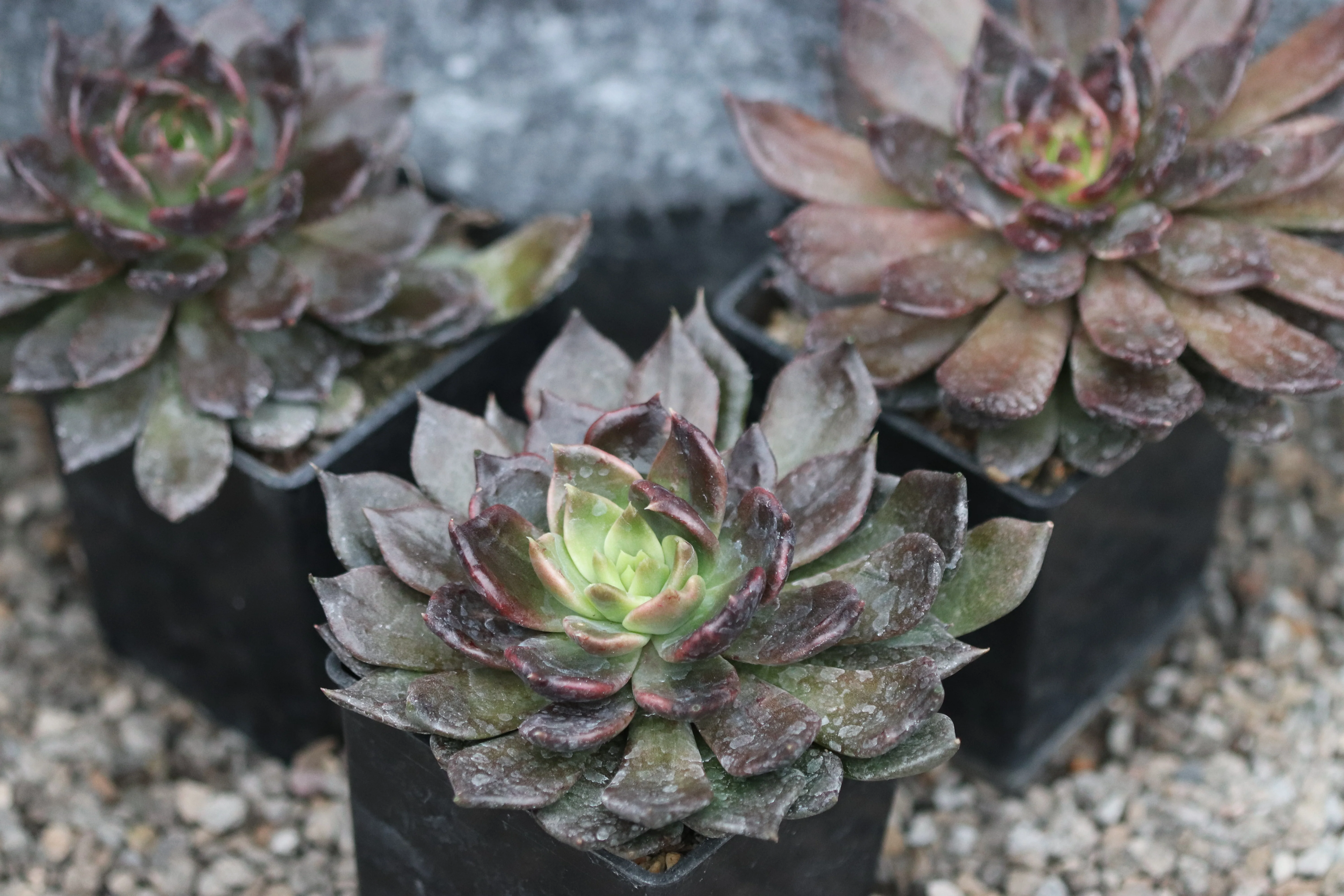 *RETAIL - Echeveria 'Black Prince'