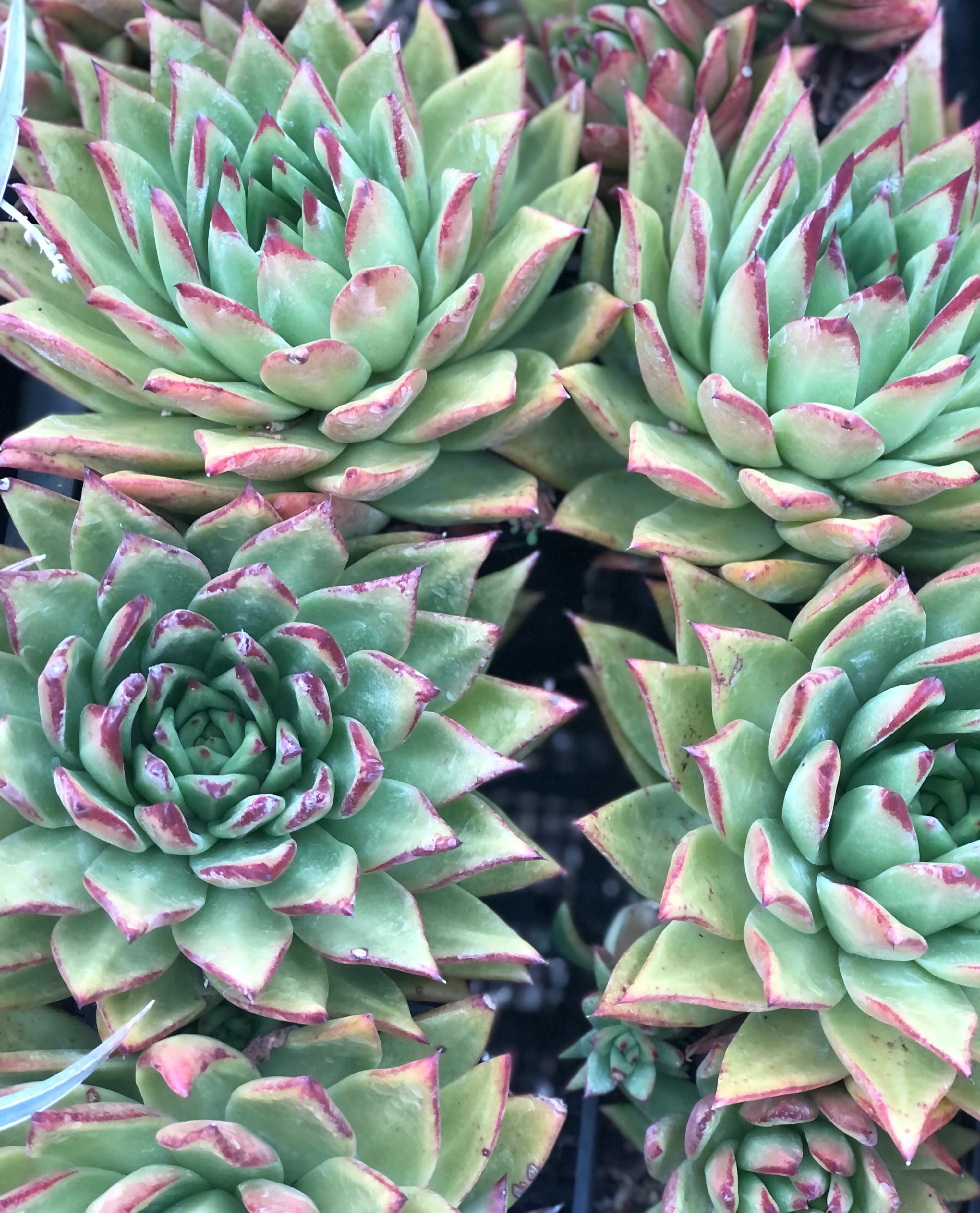 Echeveria 'Lipstick' - Image 2
