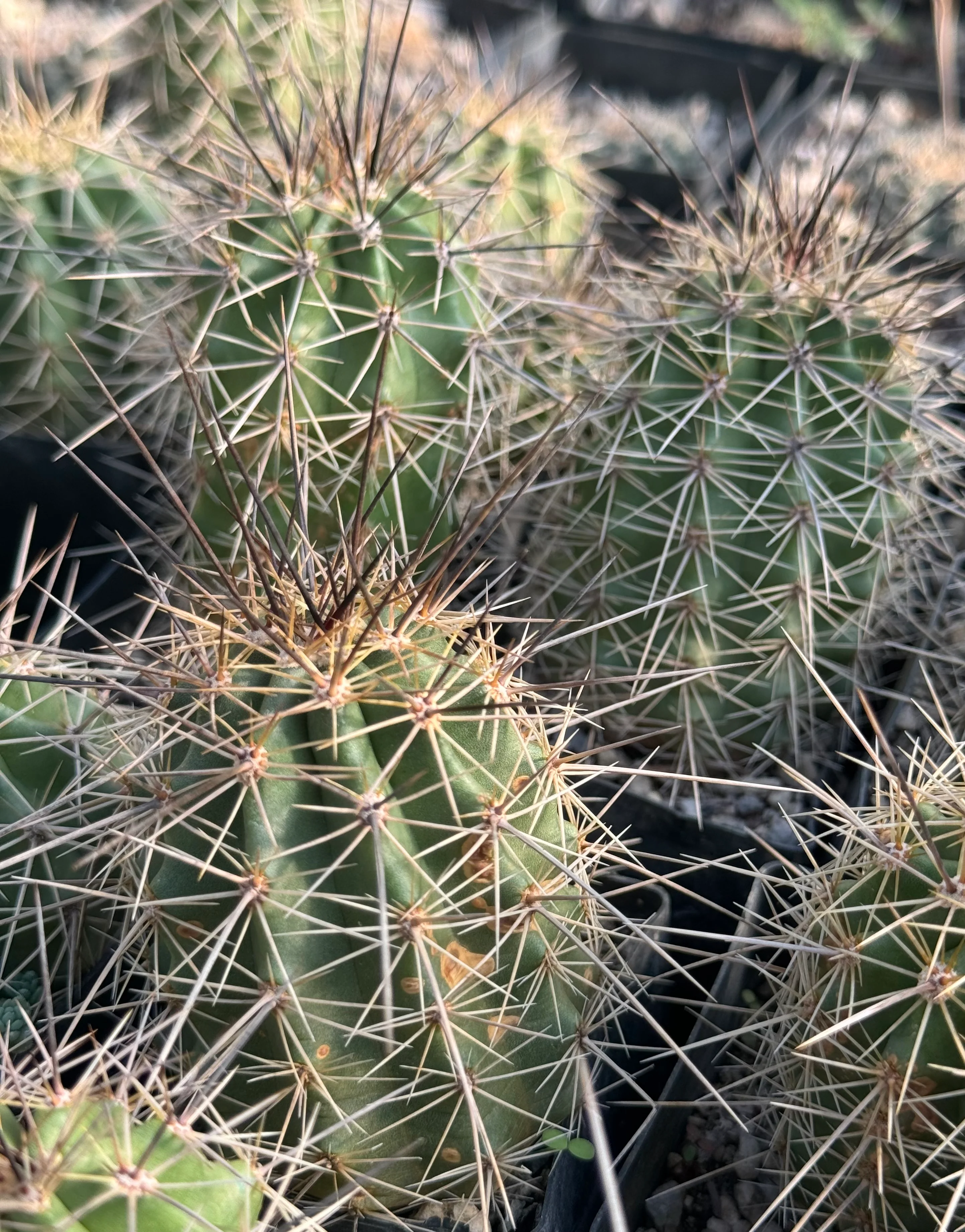 Echinocereus coccineus - Image 2