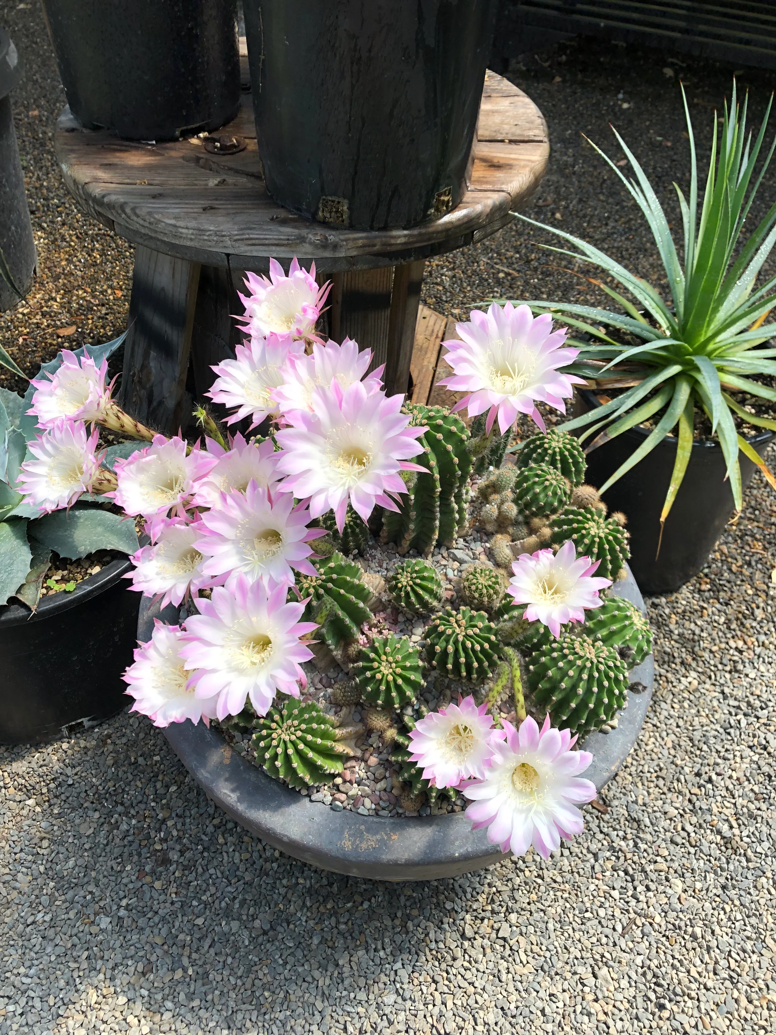 Echinopsis oxygona - Image 3