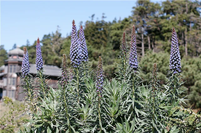 *RETAIL - Echium fastuosum